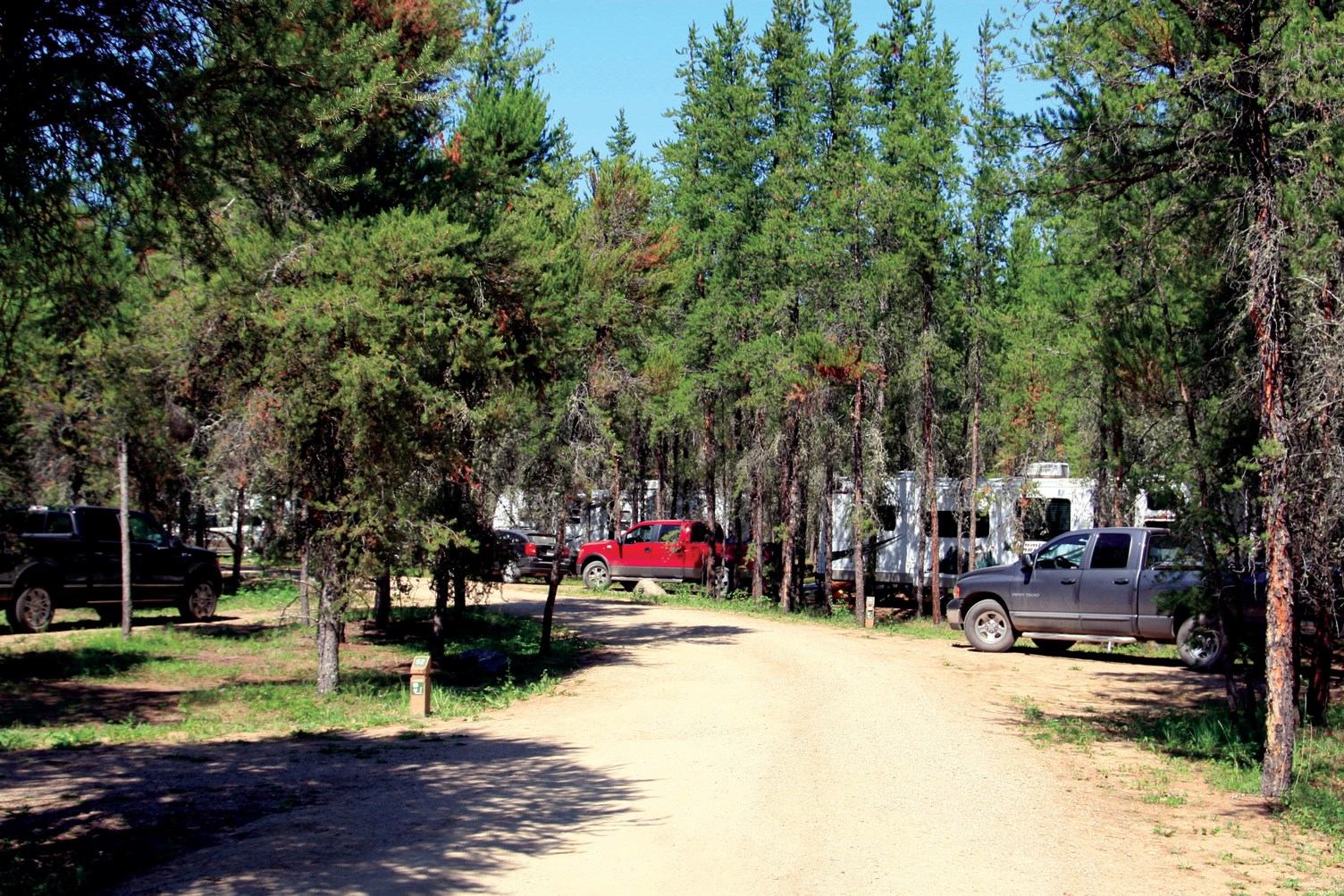 Gravel campground road with trucks and trailers parked among tall pine trees