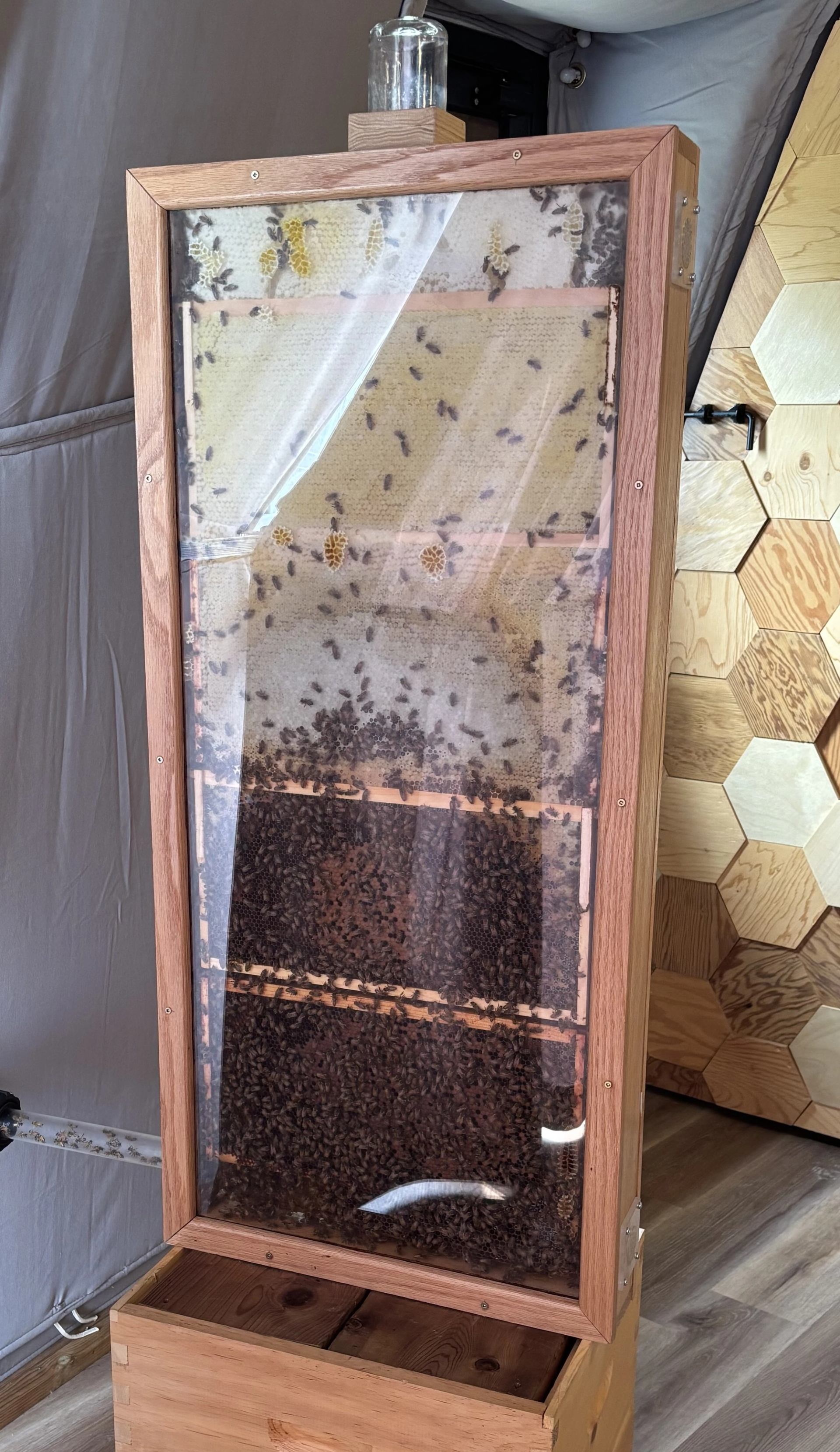 Wooden observation hive with bees clustering on honeycomb behind clear plastic panel.