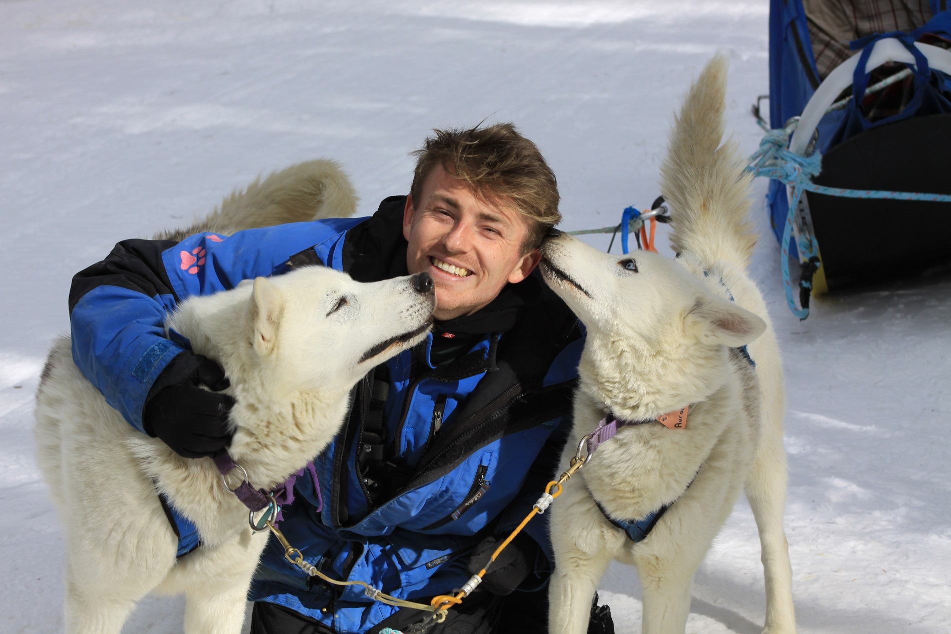 Two huskies in harnesses nuzzle a person wearing winter gear during a sledding adventure.