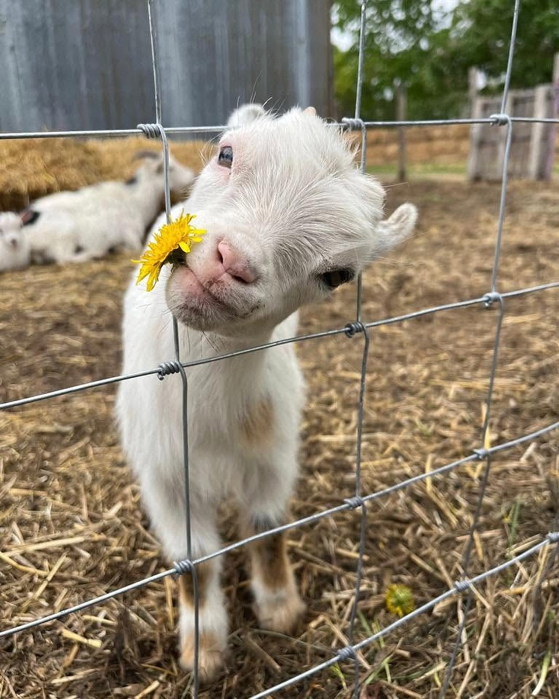 Young white goat behind wire fence holding yellow dandelion in its mouth.