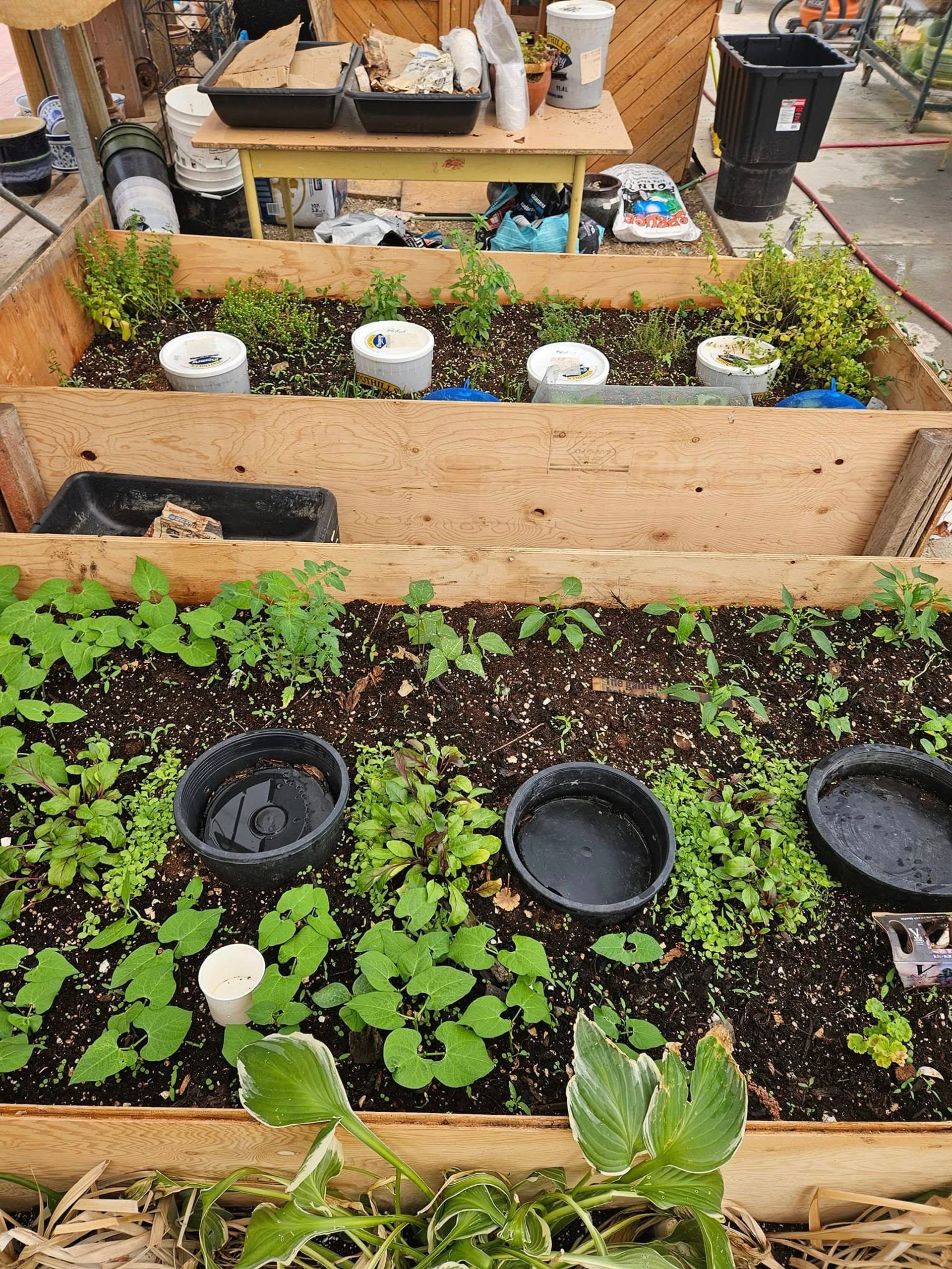 The Venue of New Hope grows vegetables and herbs in raised garden beds inside the greenhouse.