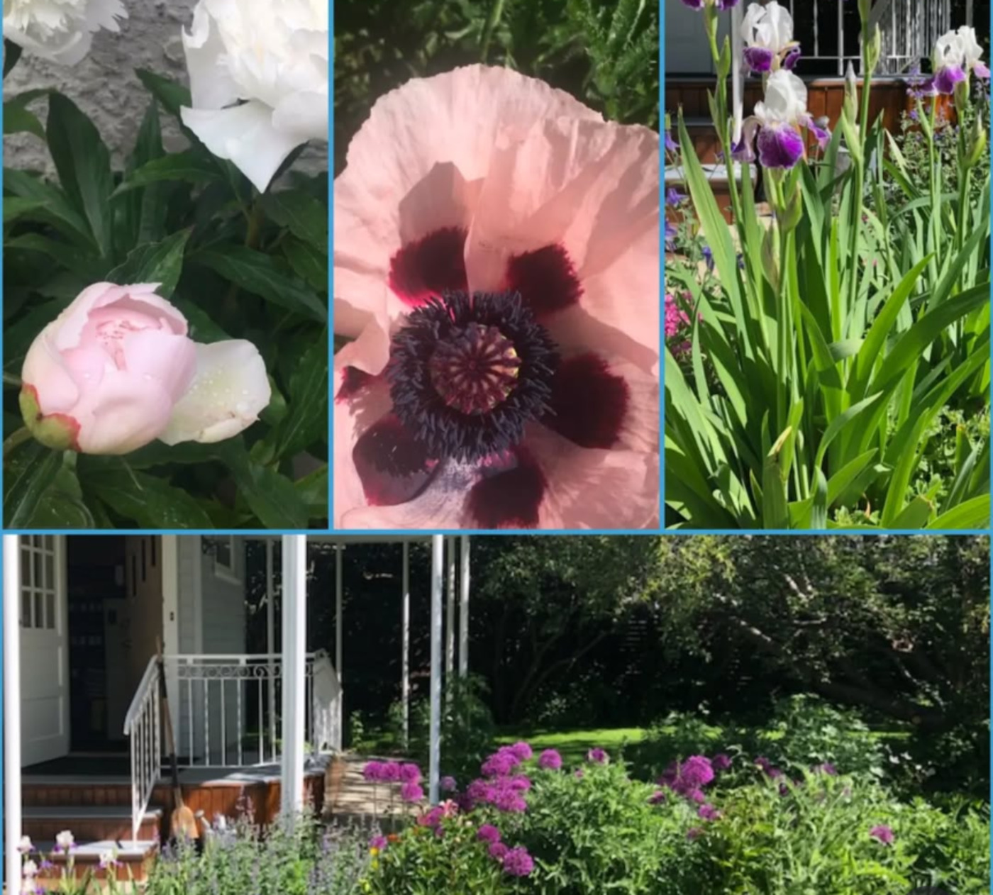 Purple irises and pink flowers in garden beds beside a conservatory patio with wooden benches.