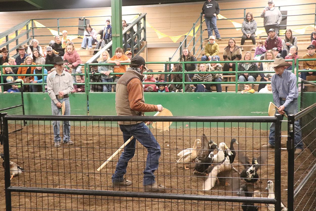 Two handlers guiding a flock of ducks in a fenced arena with spectators