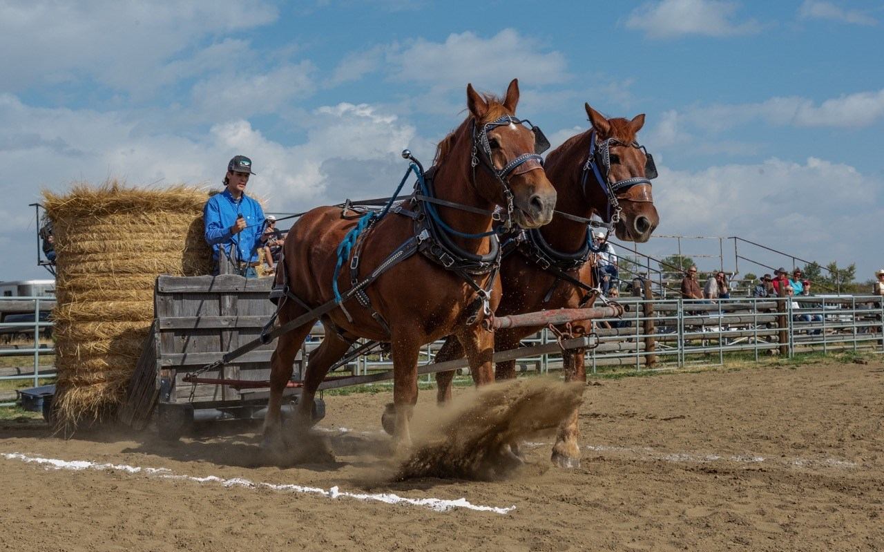 Harnessed team of horses pulls hay wagon in dirt arena with spectators.