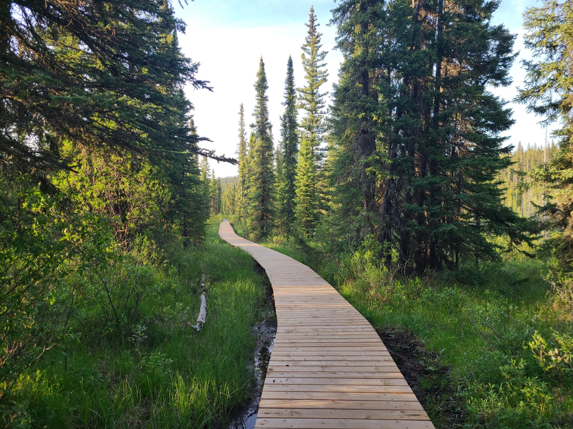 Wooden boardwalk winding through dense evergreen forest and green marshy vegetation.