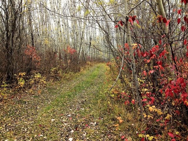 Leaf-covered forest trail surrounded by trees with red and yellow autumn foliage.