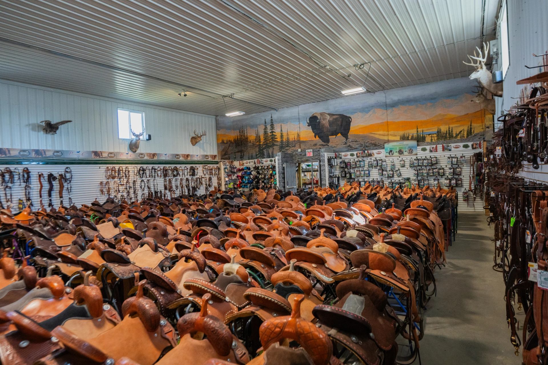 A selection of saddles at Irvine Tack & Western Wear.