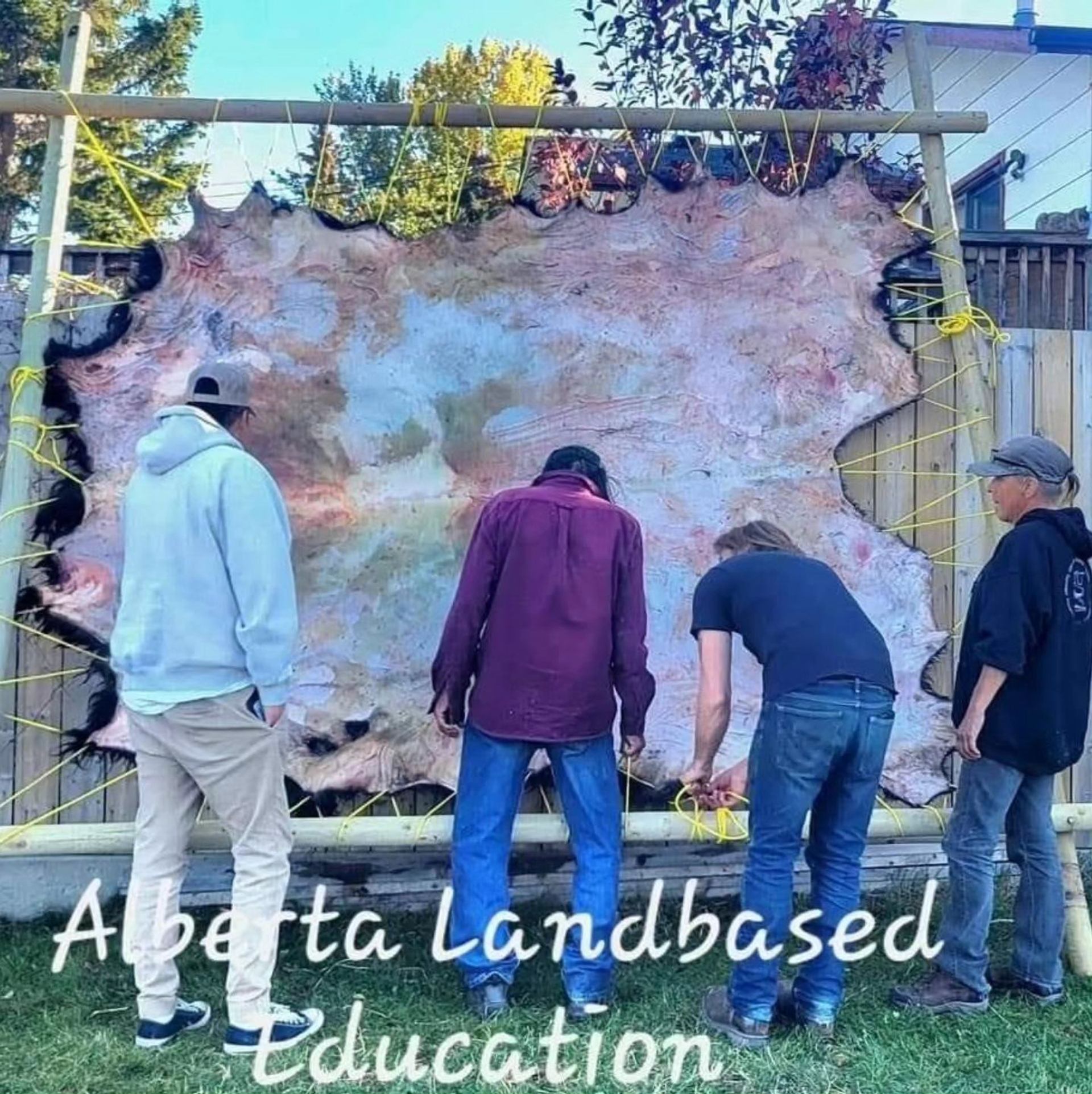  Four people working on a large hide stretched tightly on a wooden frame.