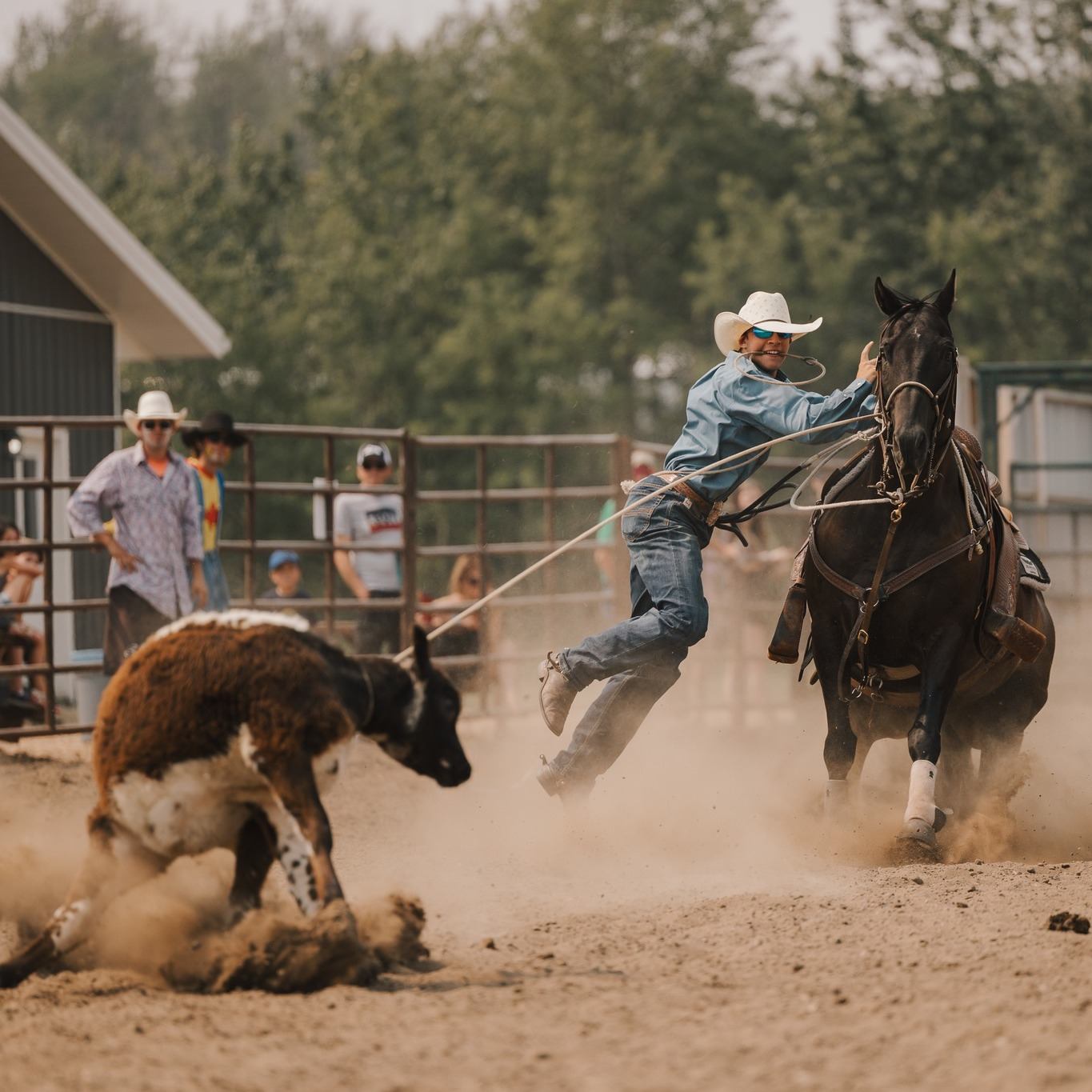Man roping a cow