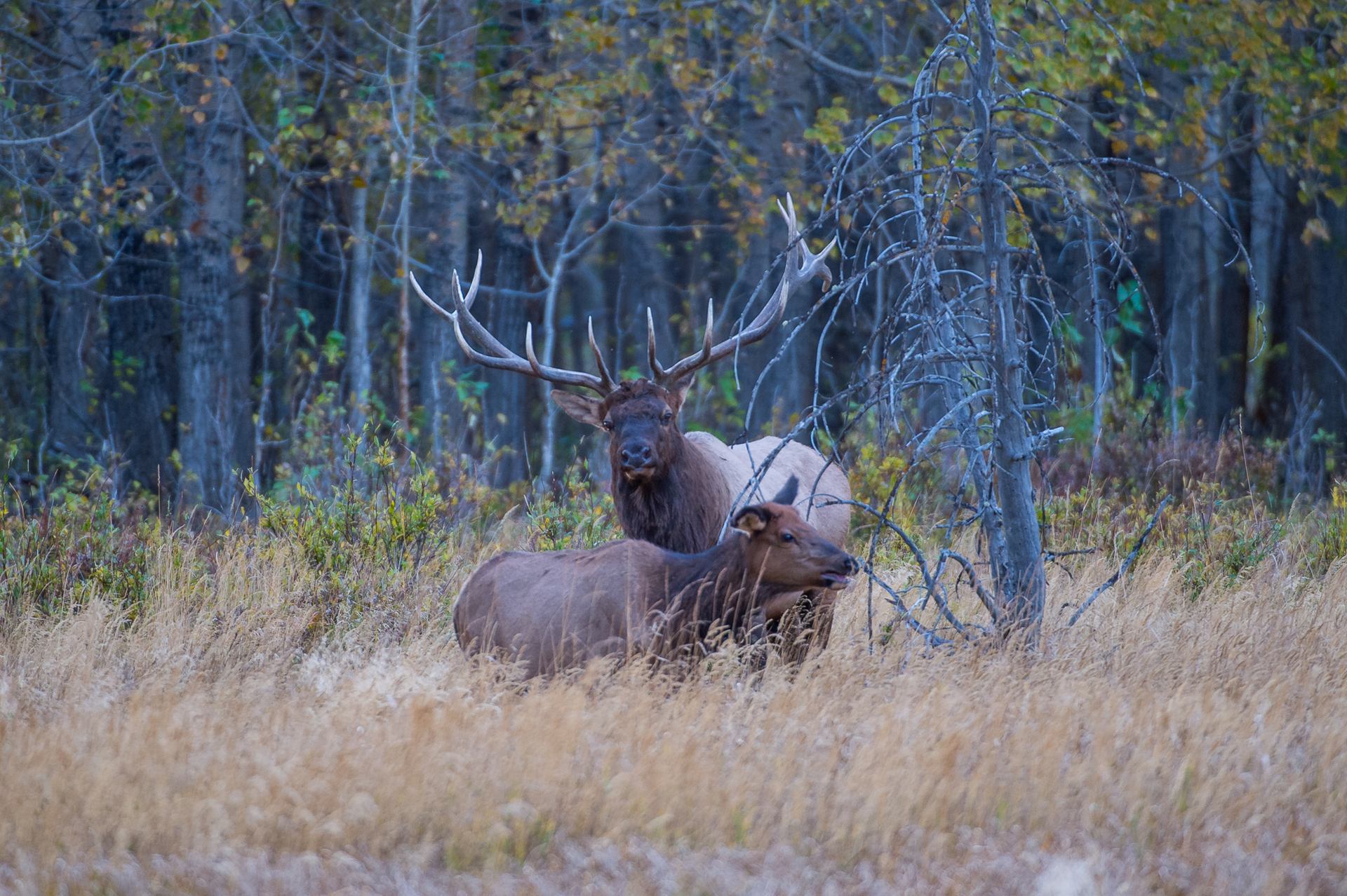 Bull elk with large antlers stands behind another elk in tall grass near trees.