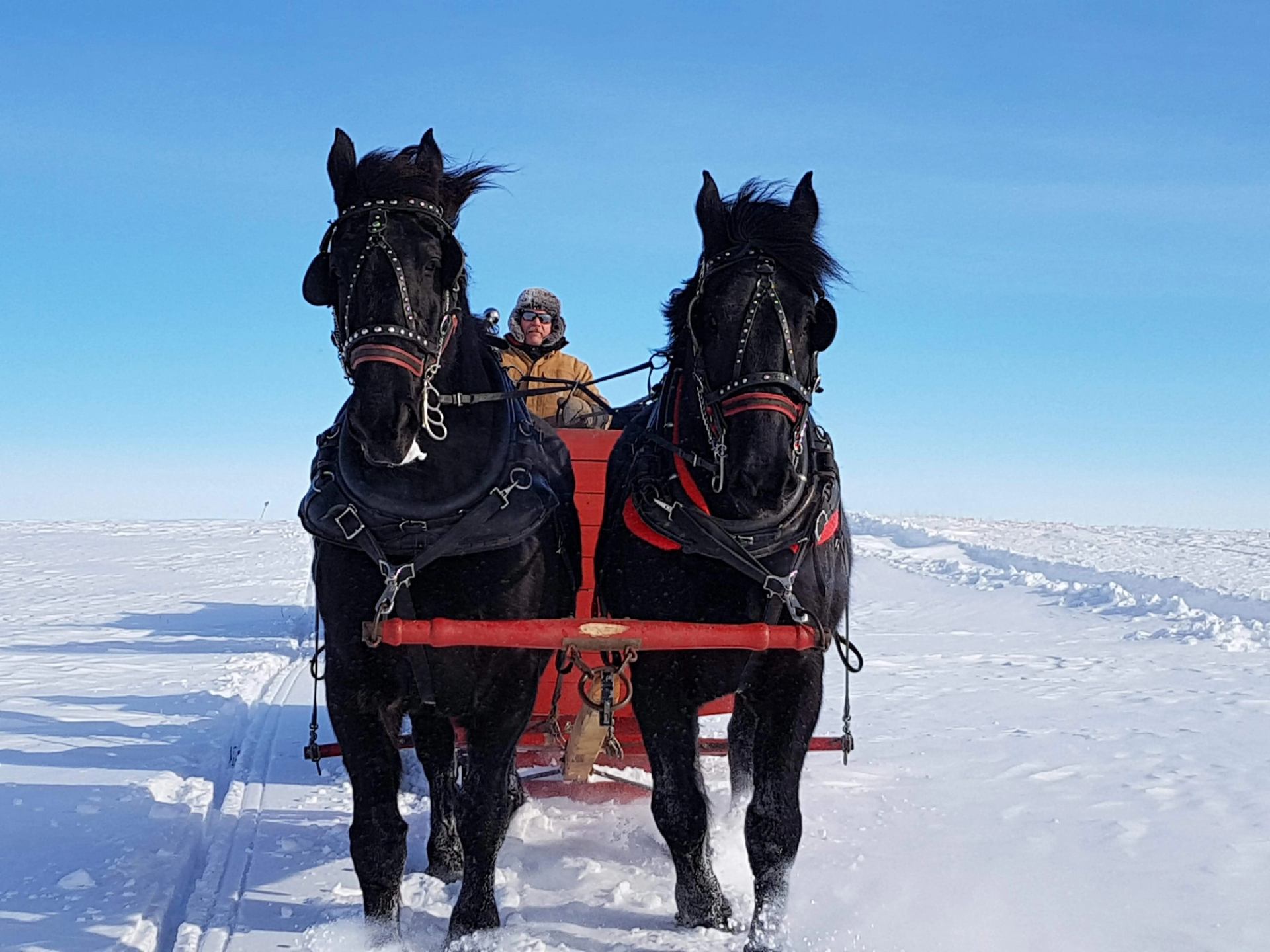 Two black horses pull a red sleigh across a snowy field under blue sky.