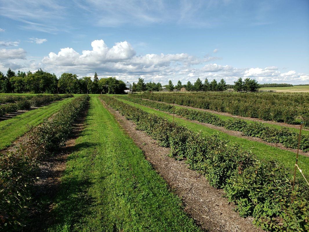 Wide view of neatly lined haskap berry rows under a bright sky with trees in the distance.
