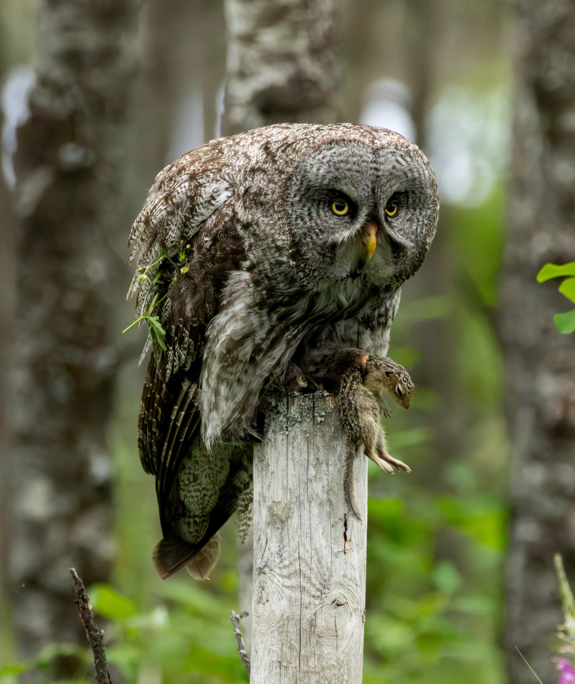 Great gray owl perched on a wooden post in a dense forest setting.