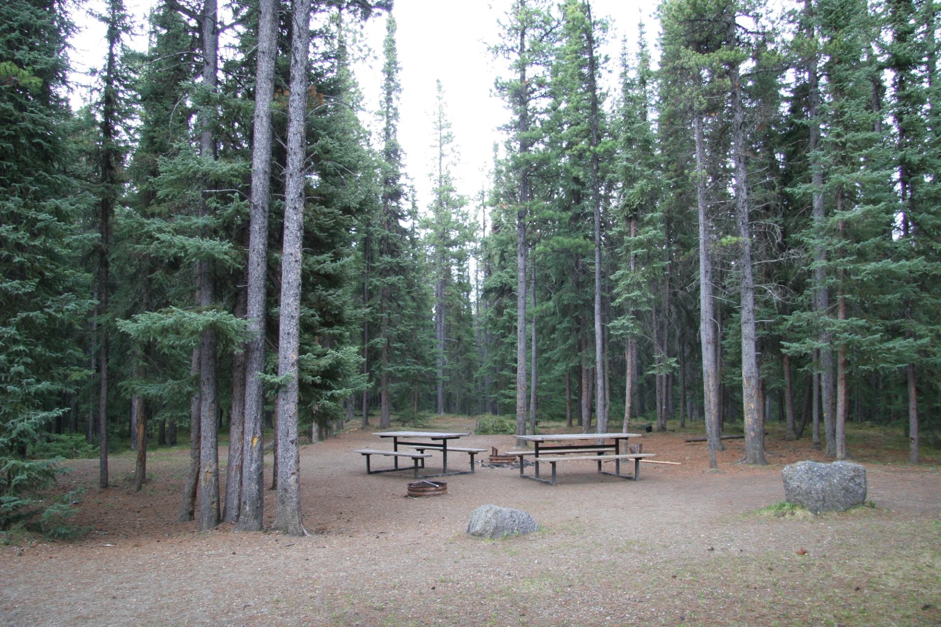 Forest campsite with picnic tables, fire pit, and tall evergreens.