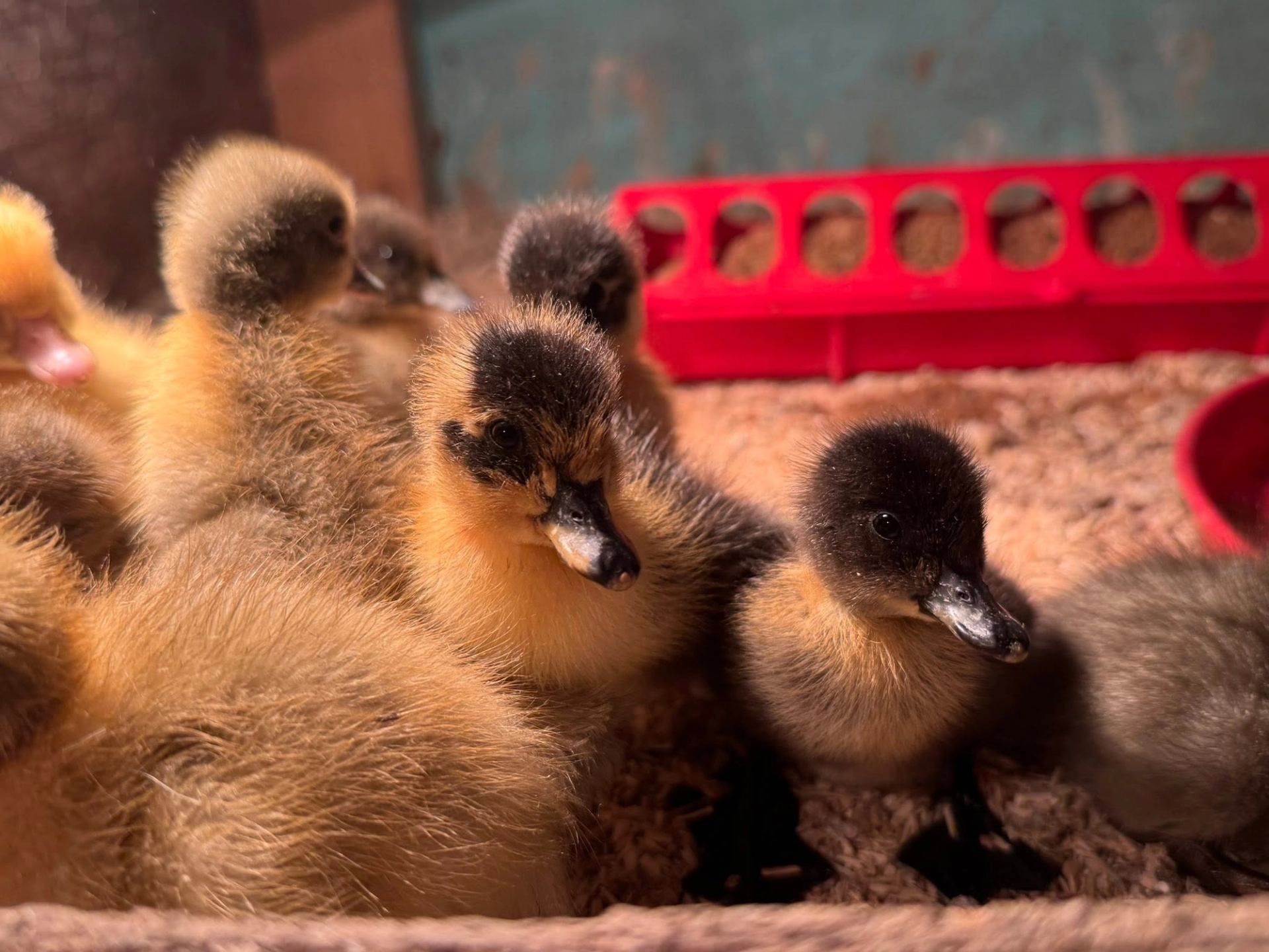 Fluffy ducklings huddle on wood shavings beside a red plastic feeder tray.