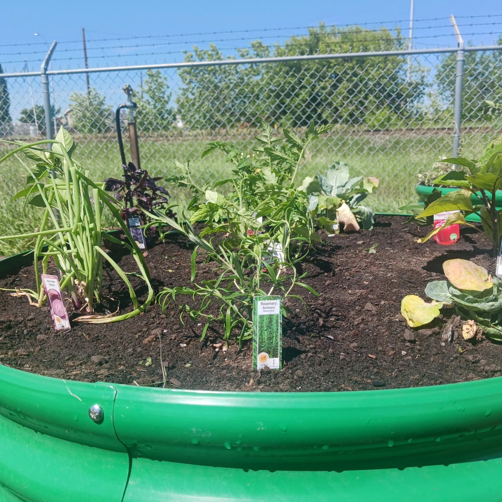 A raised garden bed contains herbs and vegetables growing in rich soil under a sunny sky.