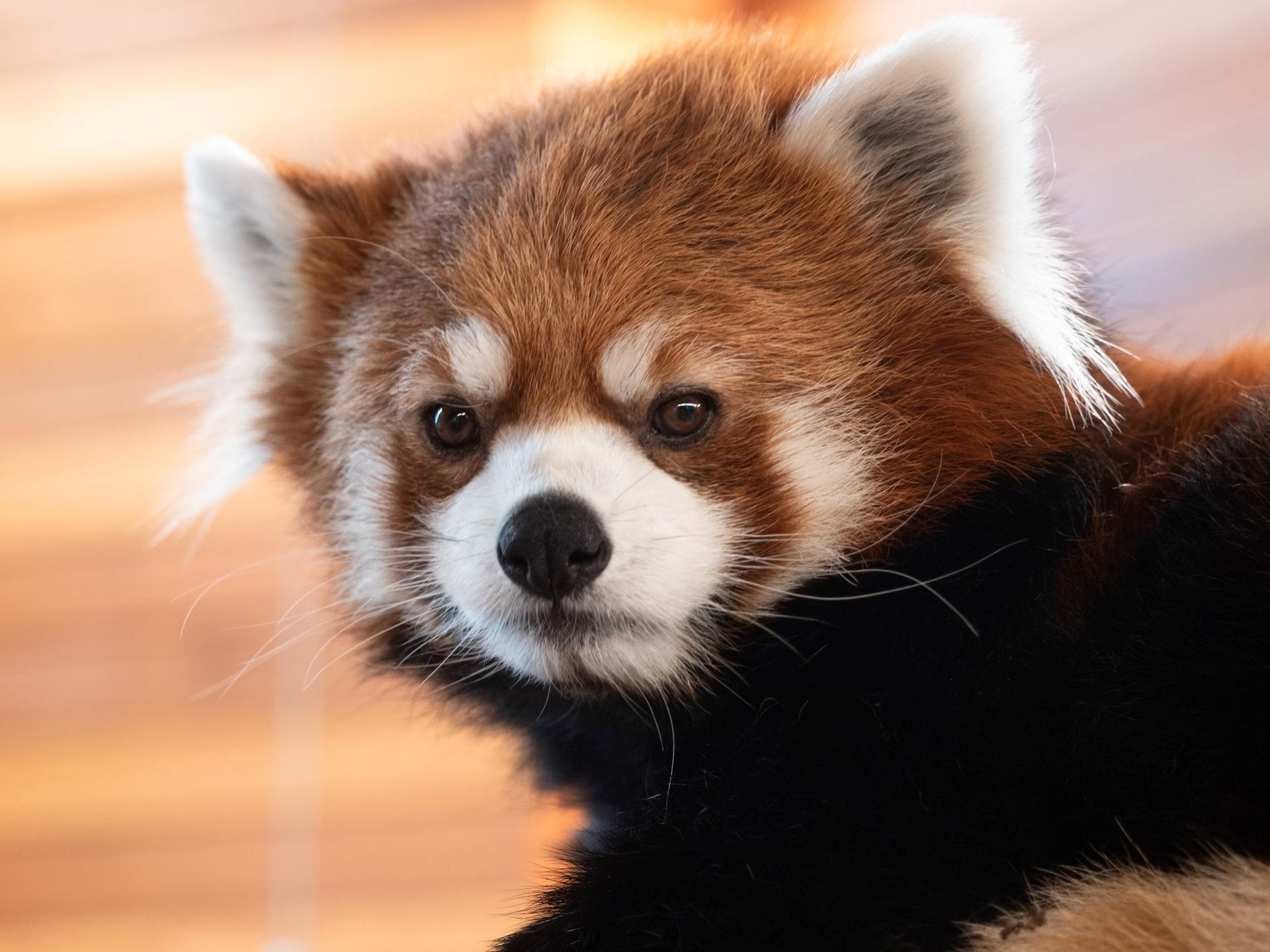 Close-up of a red panda with fluffy ears and white facial markings.