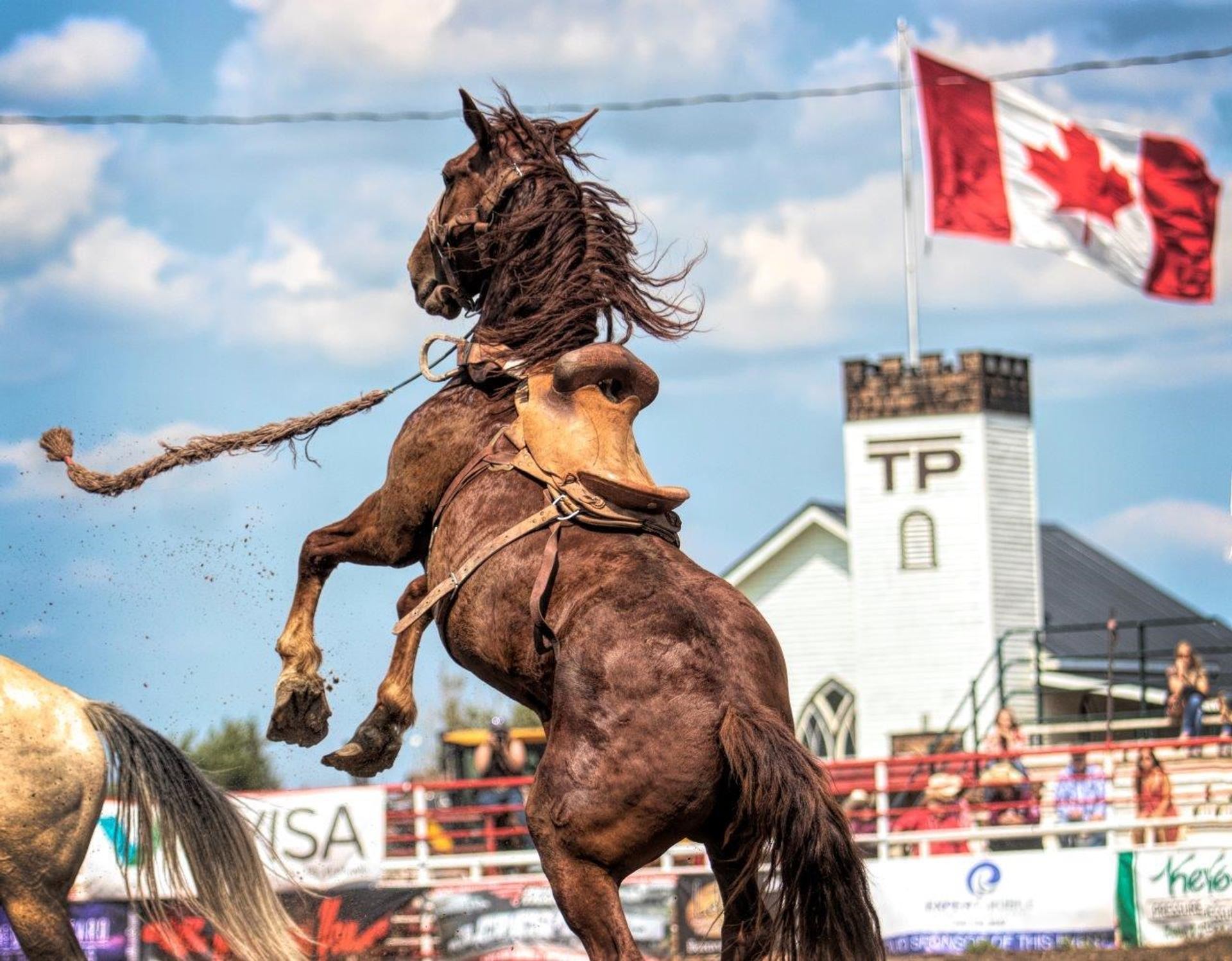 Buckling saddled horse rears in rodeo arena with Canadian flag and crowd behind..