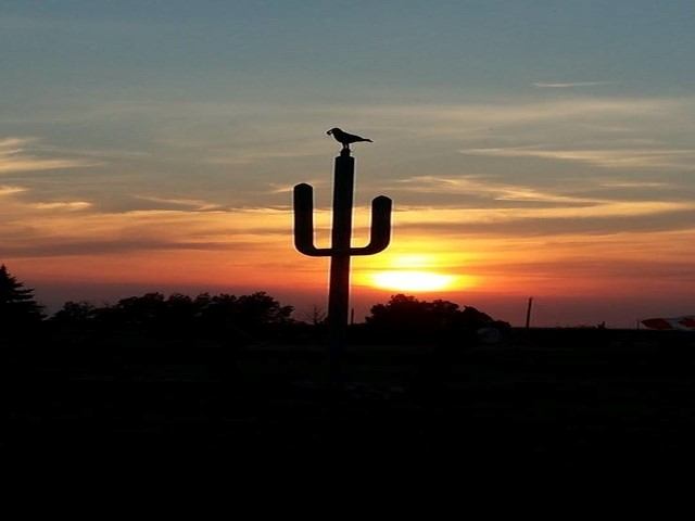 Silhouette of a cactus with a bird at sunset.