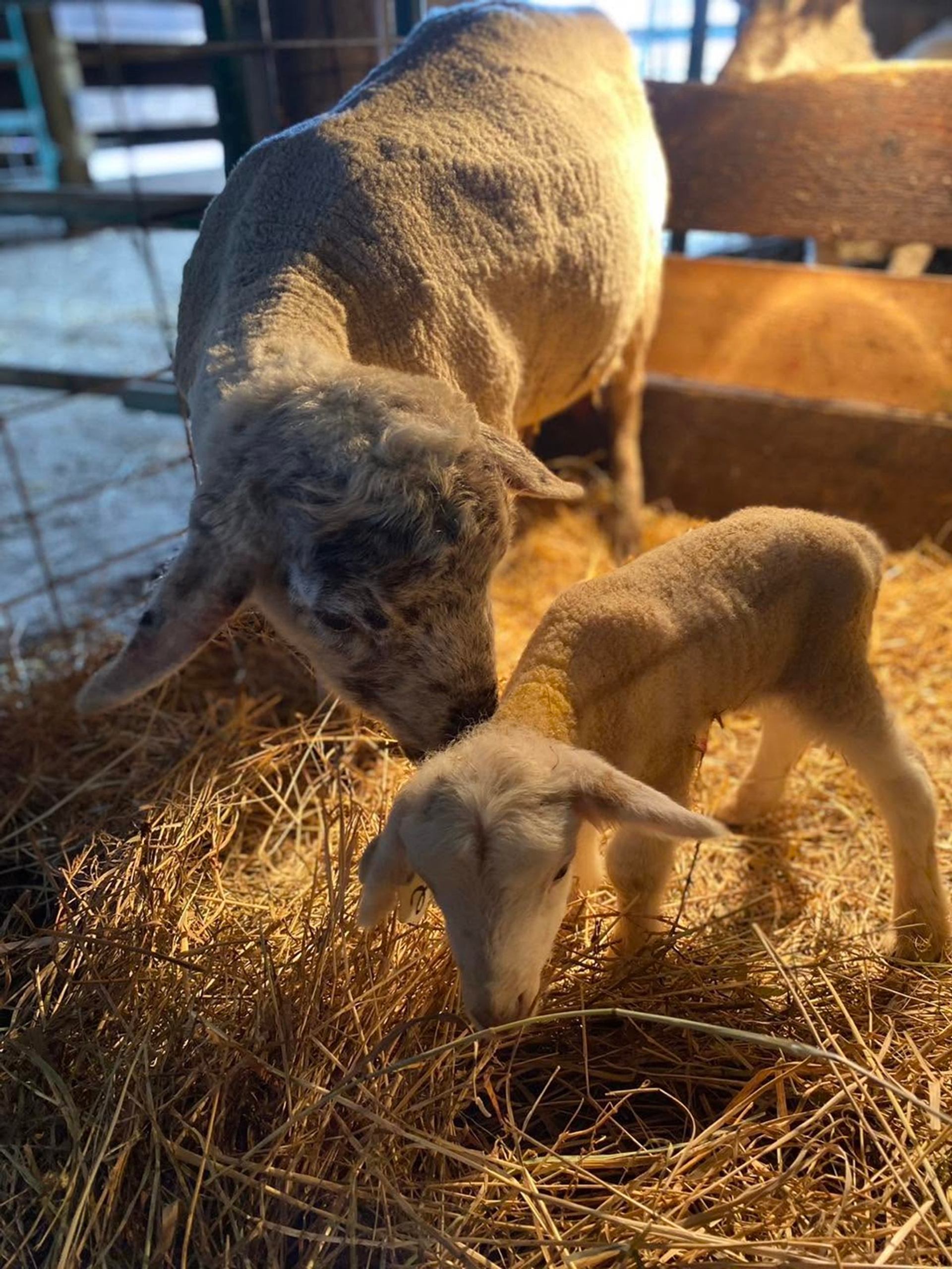 Ewe and lamb stand together on straw inside a wooden pen.
