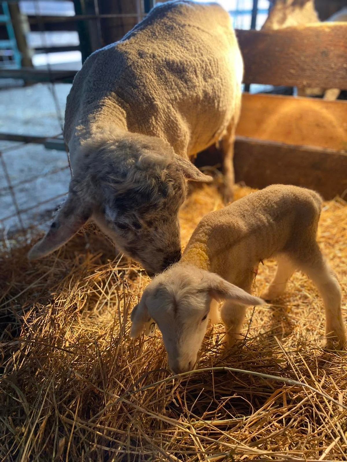 Ewe and lamb stand together on straw inside a wooden pen.
