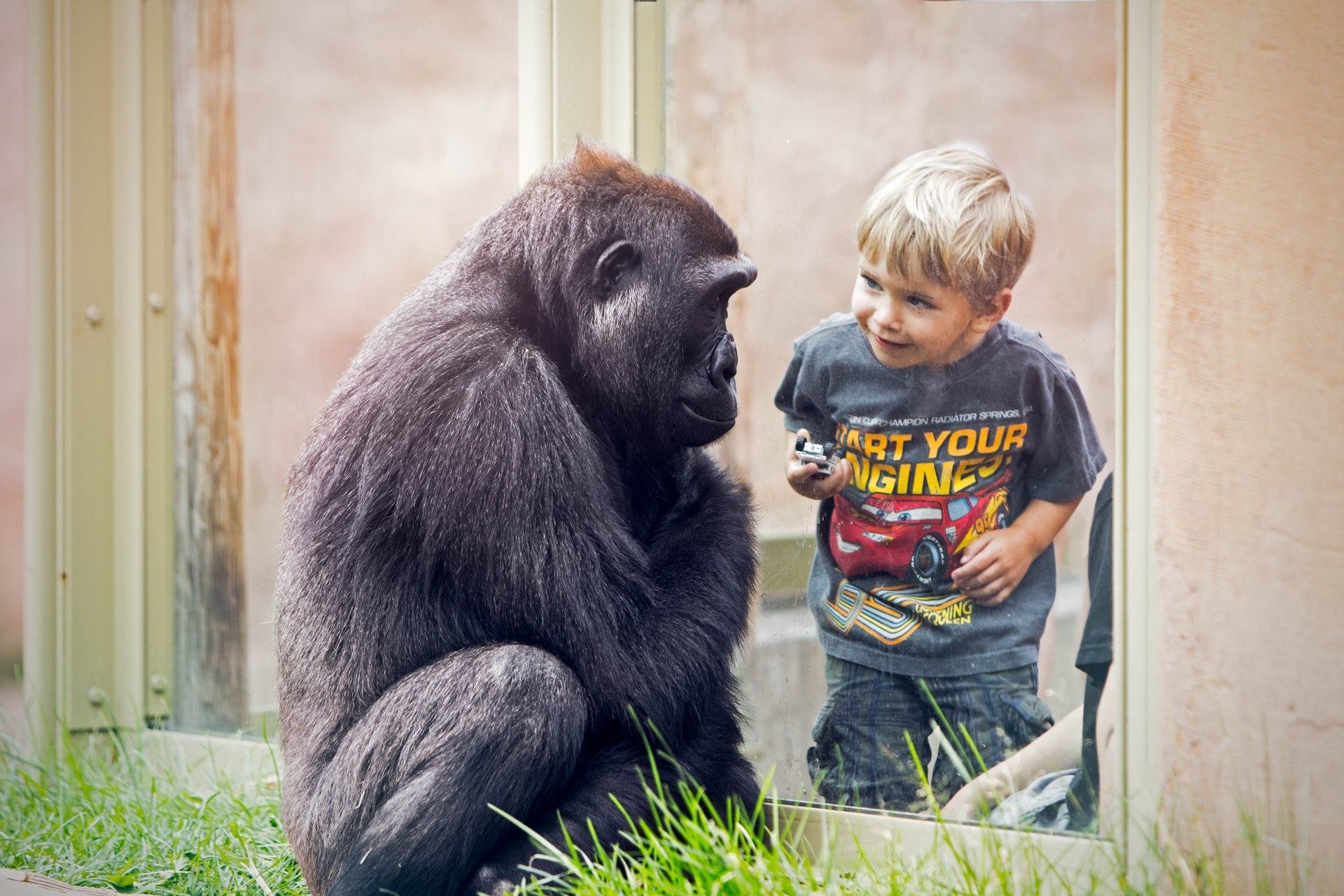 Gorilla sits on grass near glass as child watches, holding small toy car.
