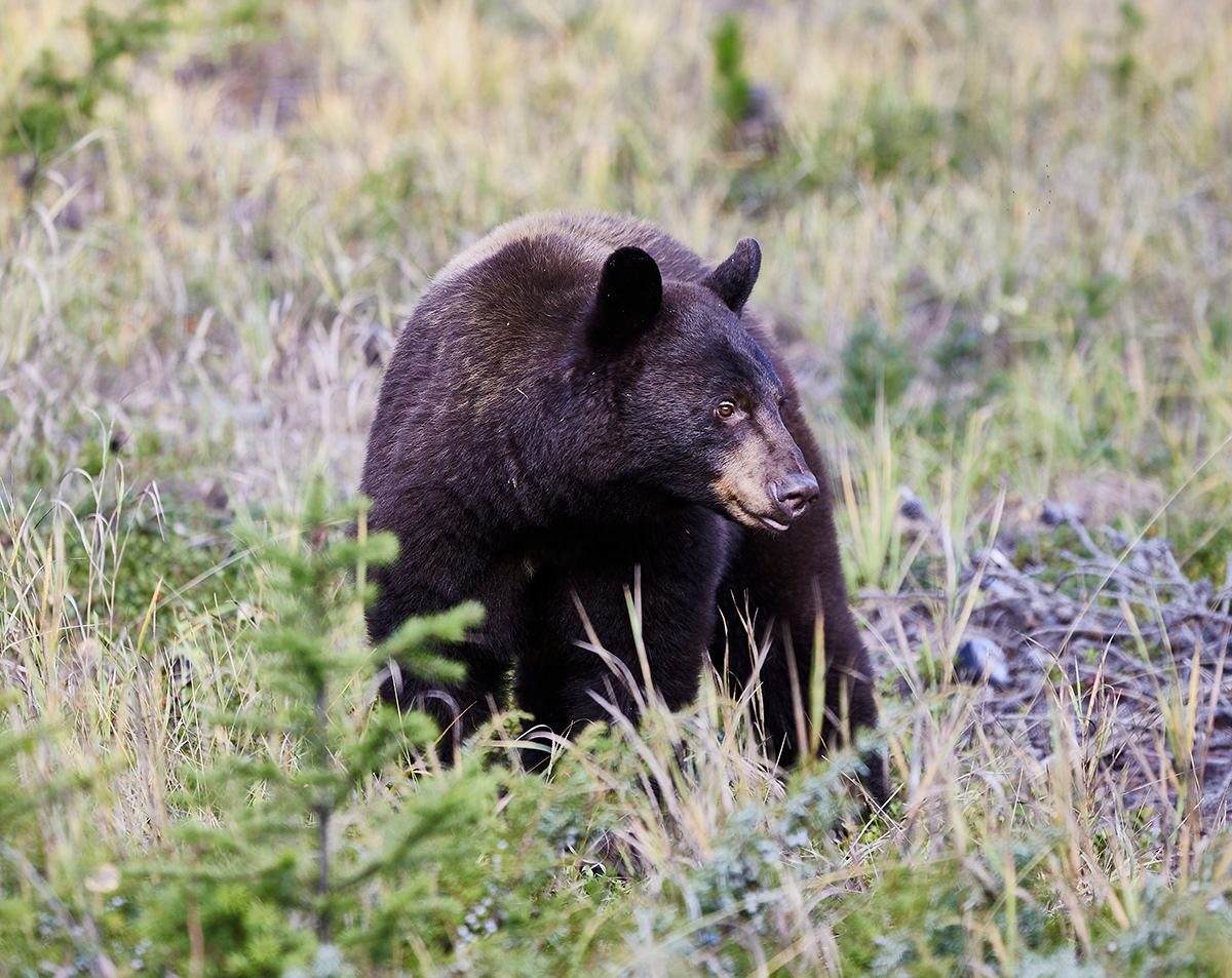A black bear walking through the woods