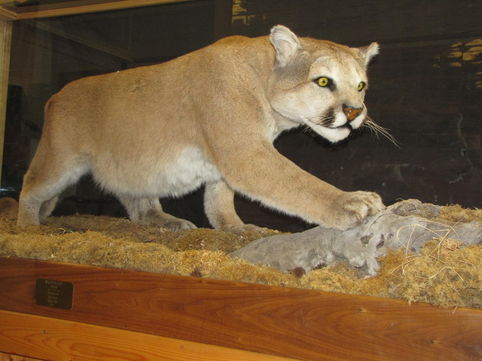 Mounted cougar display inside a museum exhibit surrounded by natural habitat materials.