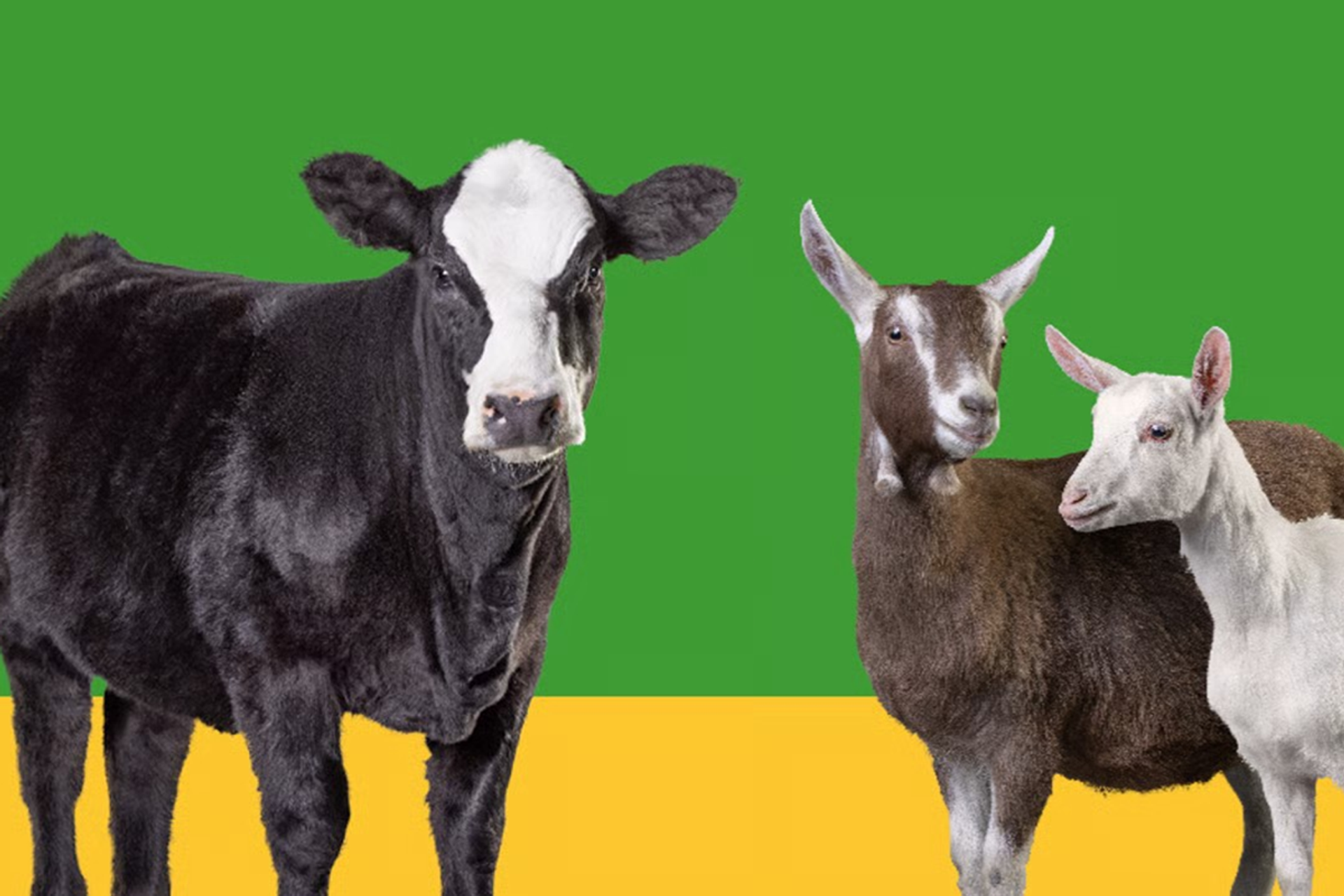 Cow and two goats standing against a green and yellow background.