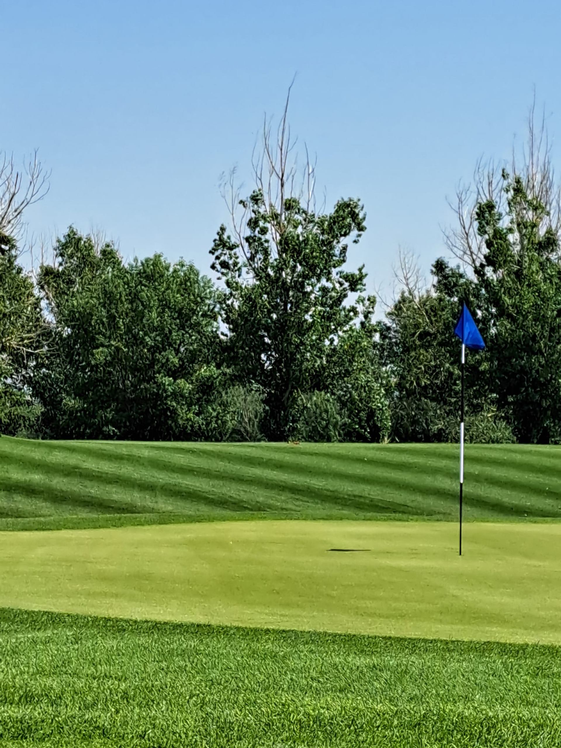 A bright green putting surface with a blue flag and trees lining the background.