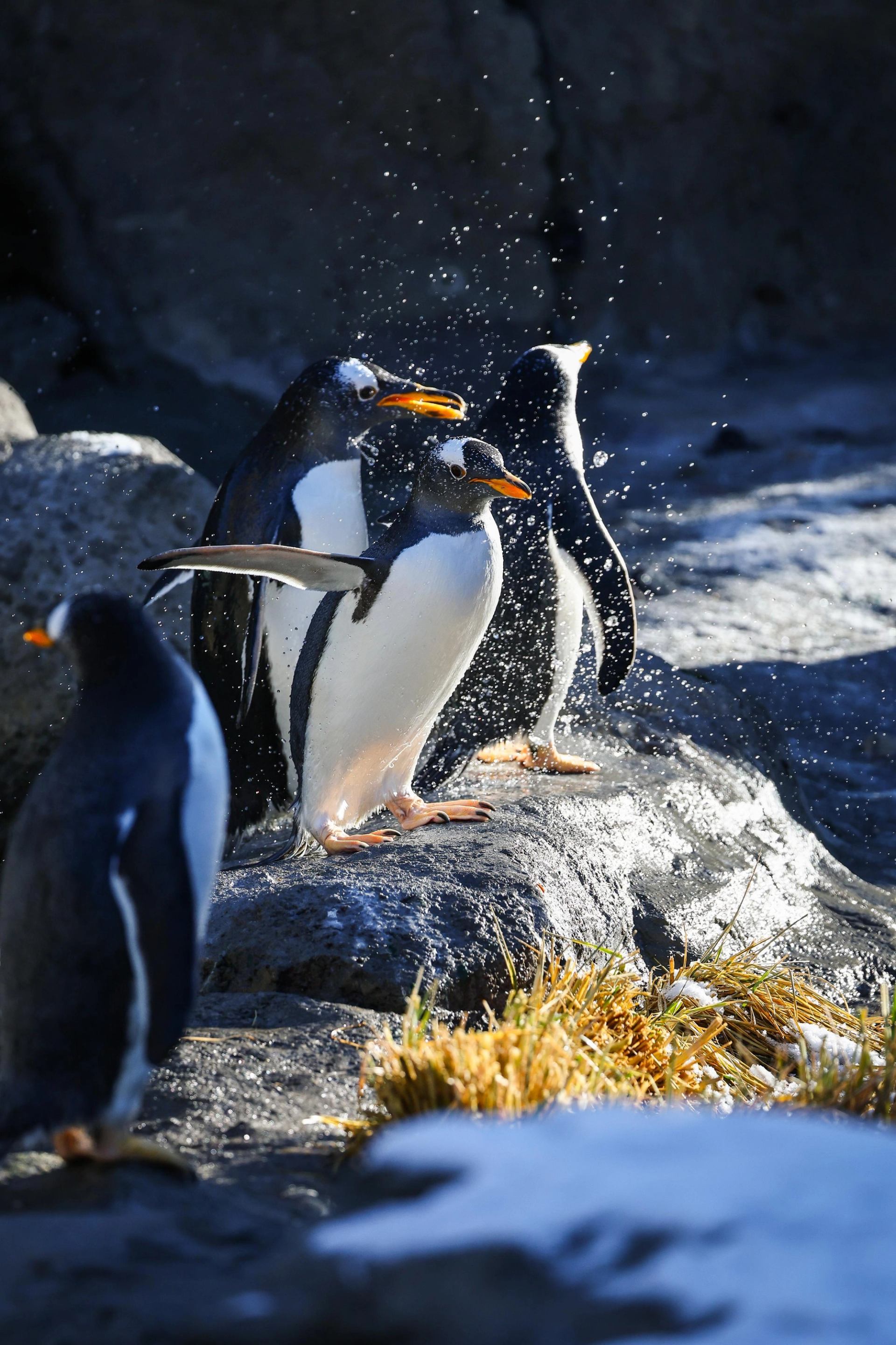 Penguins standing on rocky terrain as water droplets splash around them.
