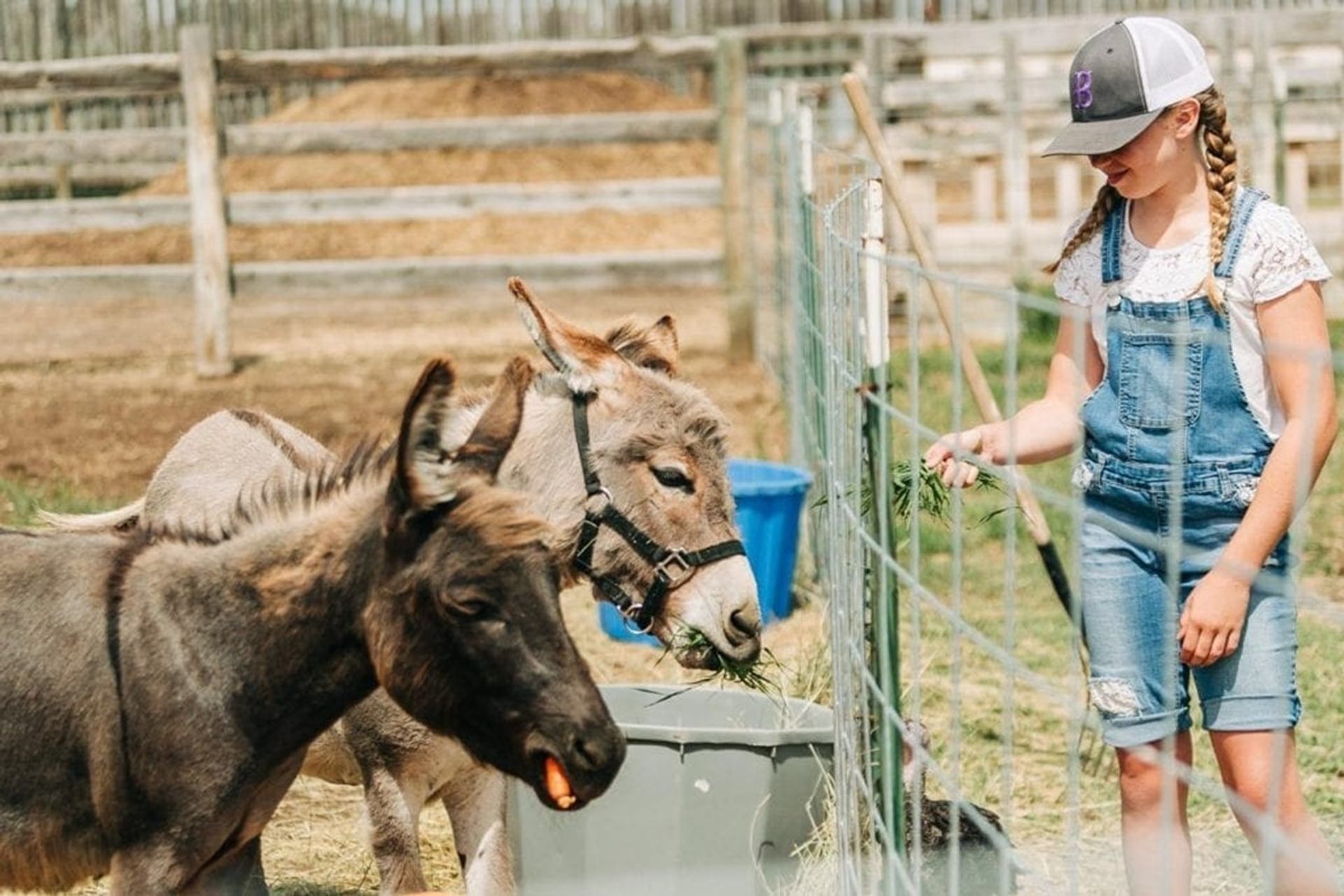 Child in denim overalls feeds carrots and greens to donkeys through farm fence.
