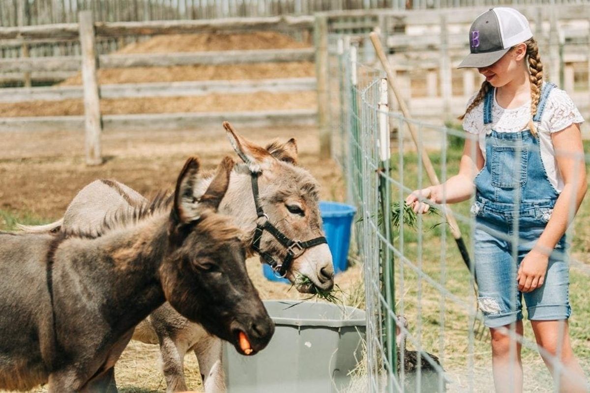Child in denim overalls feeds carrots and greens to donkeys through farm fence.