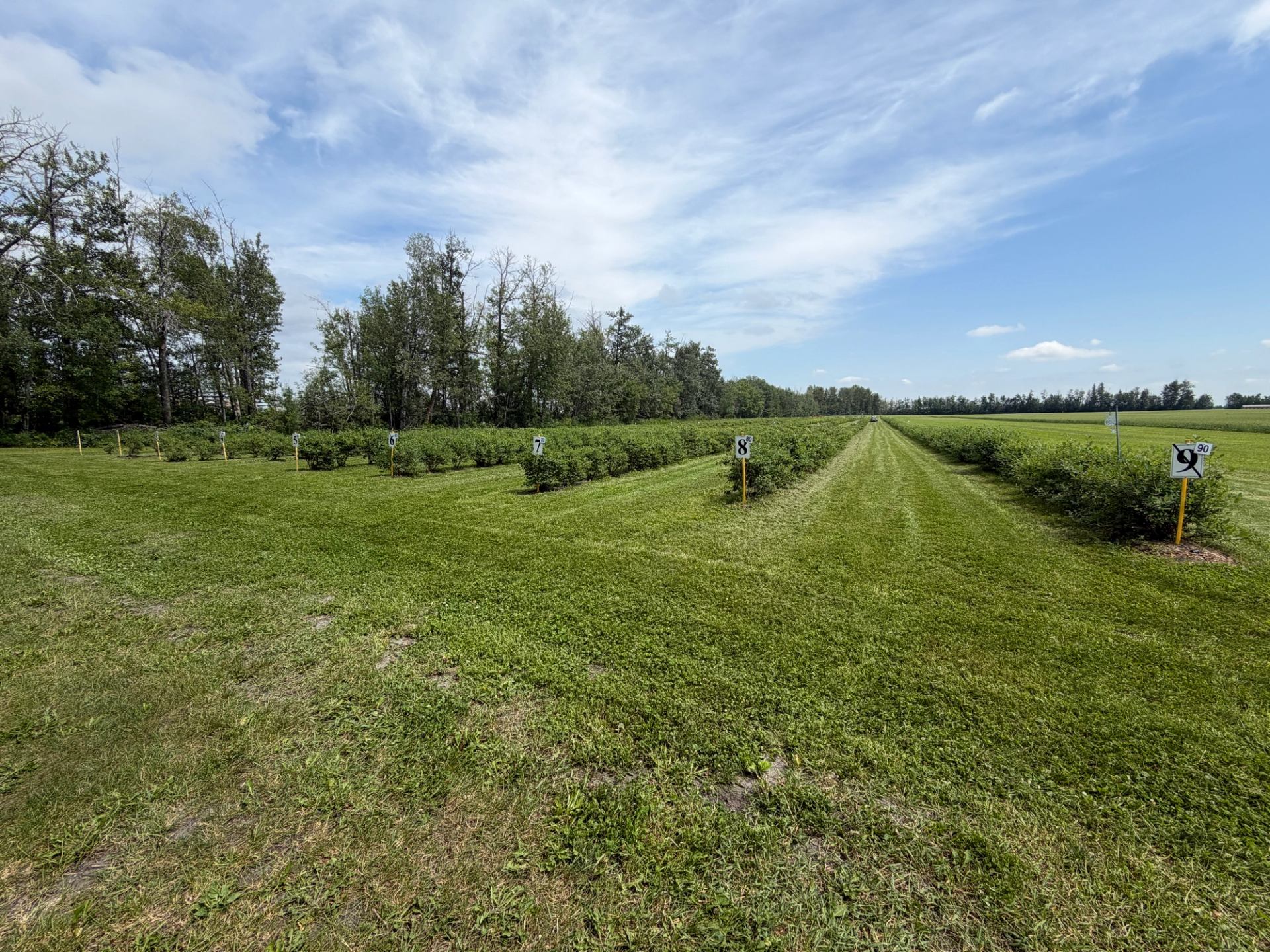 Green field with numbered shrub rows, mowed grass lanes and distant tree line.