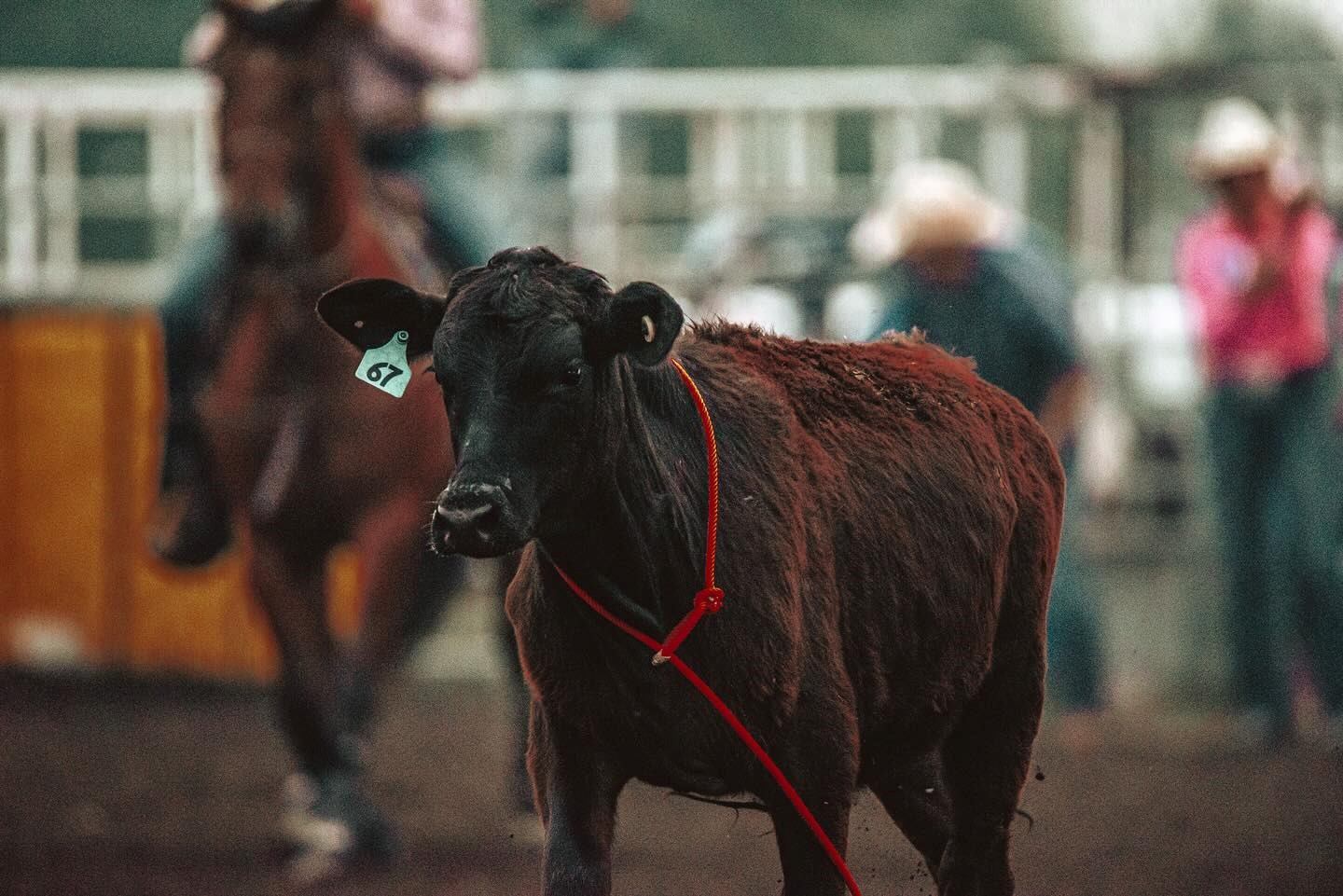 Black rodeo bull with red halter and tag inside arena fencing, spectators in background.
