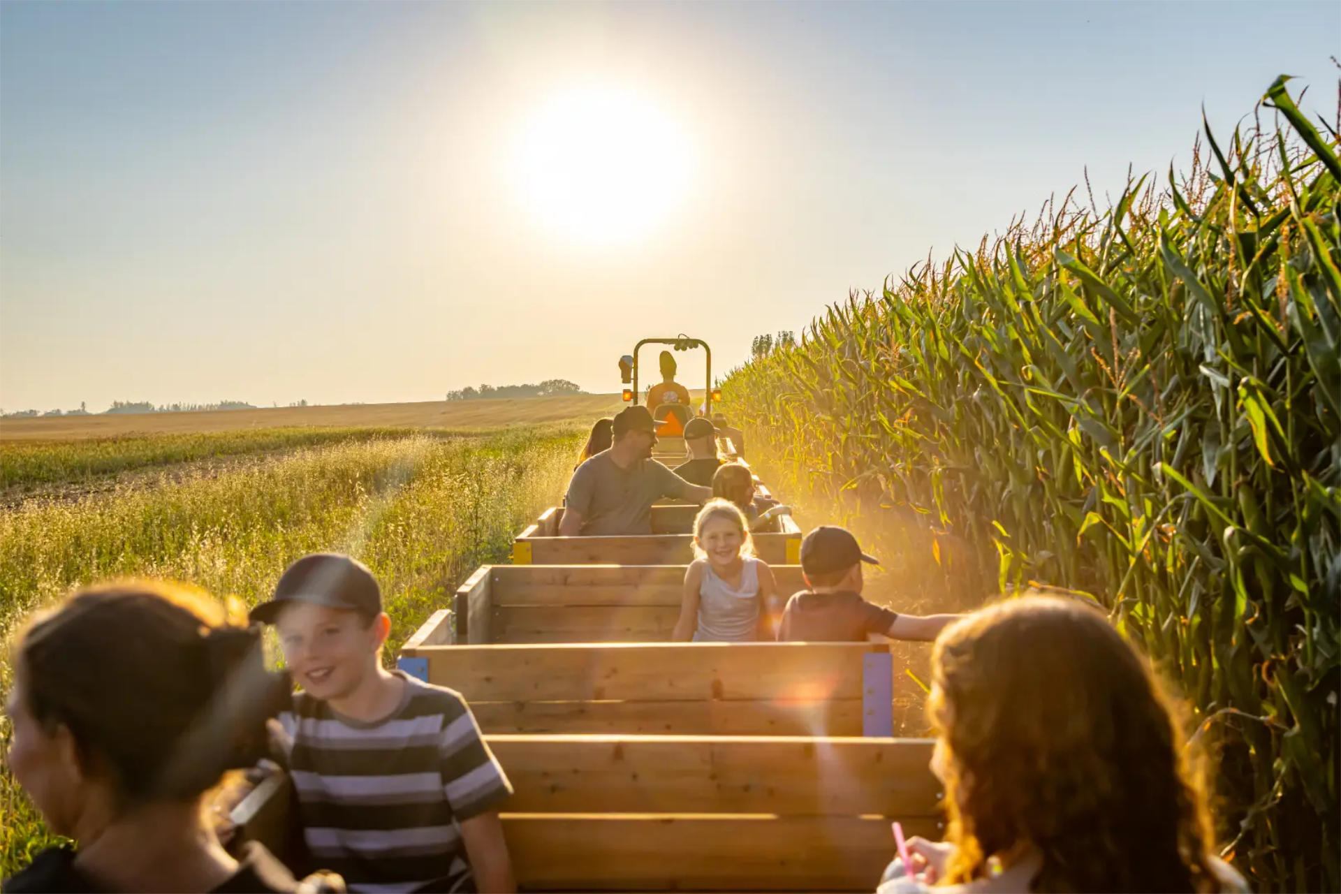 People ride in wooden wagon carts through tall corn beside open farm fields.