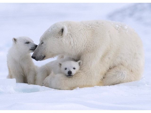 Mother polar bear cuddling two cubs on snowy Arctic ground