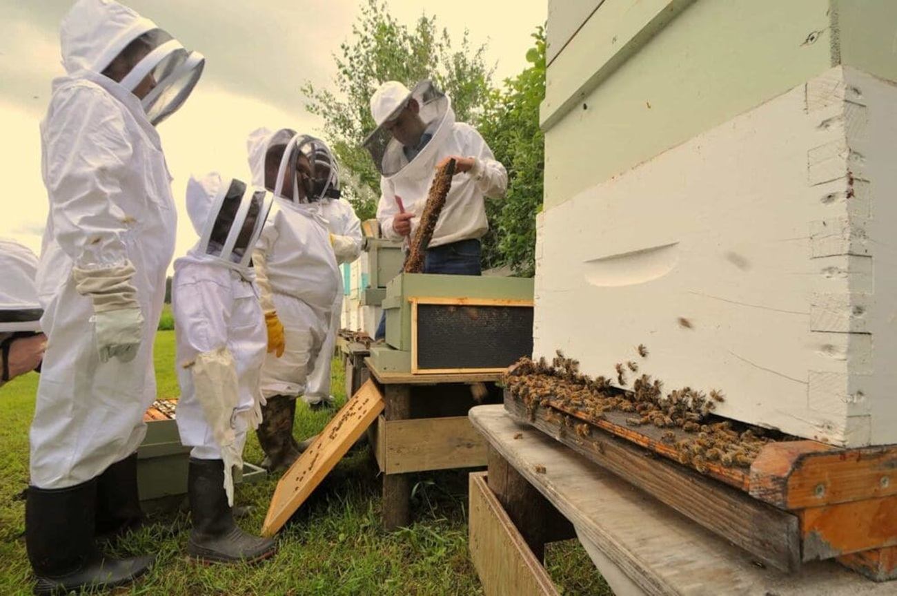 Beekeepers in white protective suits inspect wooden hives with bees outside.