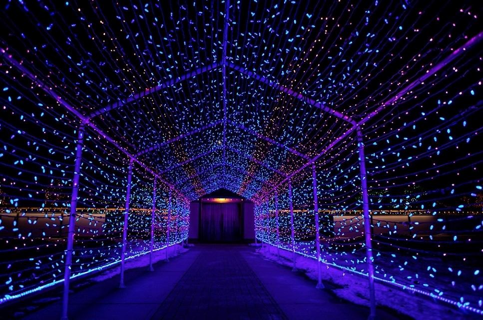Tunnel of glowing blue and purple lights at Nikka Yuko Winter Light Festival.