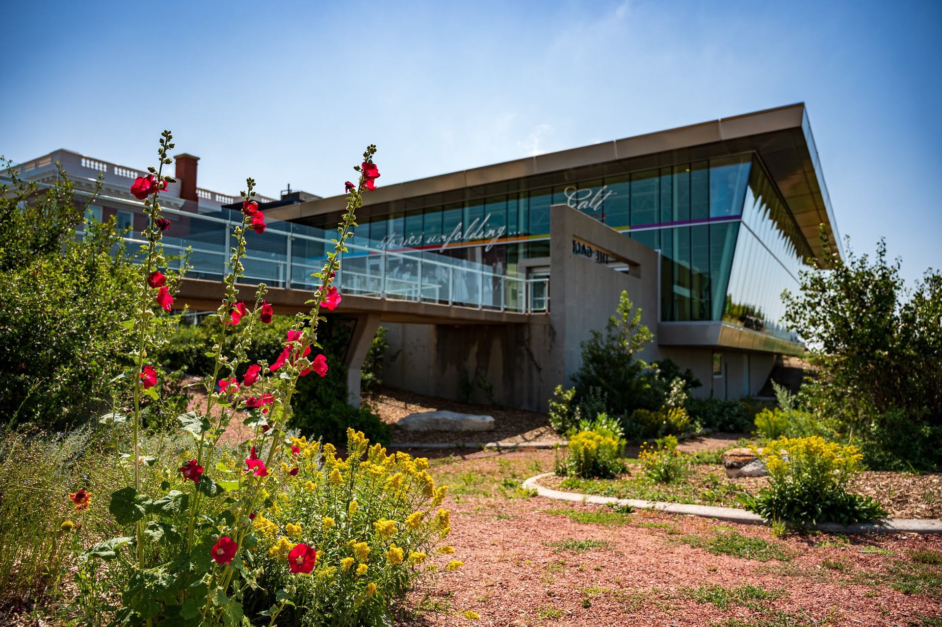 Modern glass building behind garden with tall red flowers and yellow shrubs.