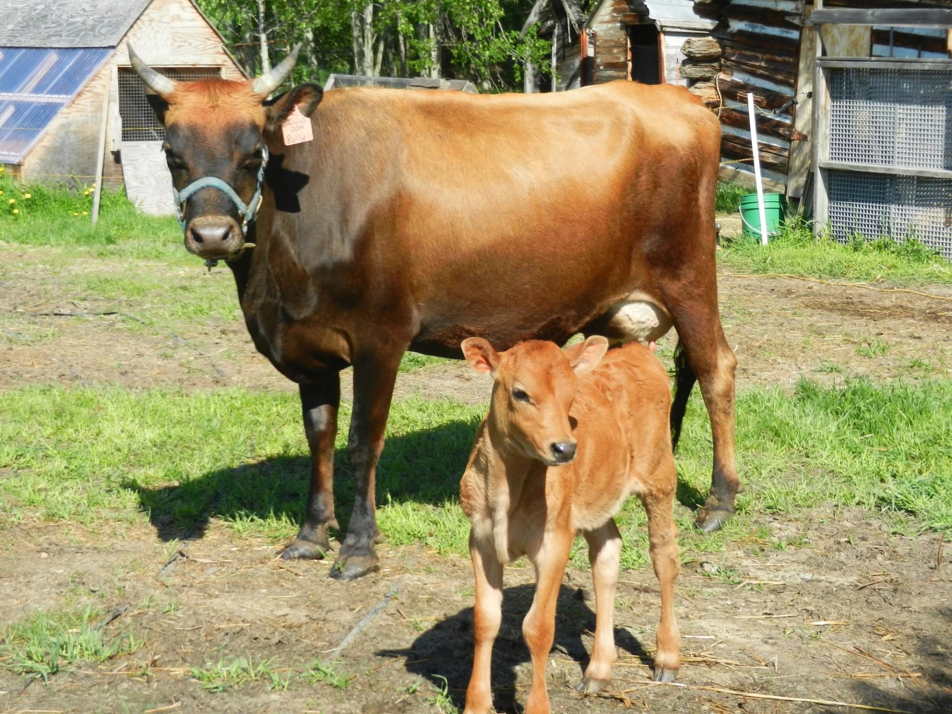 A dairy cow stands beside a young calf in a farmyard near small outbuildings.