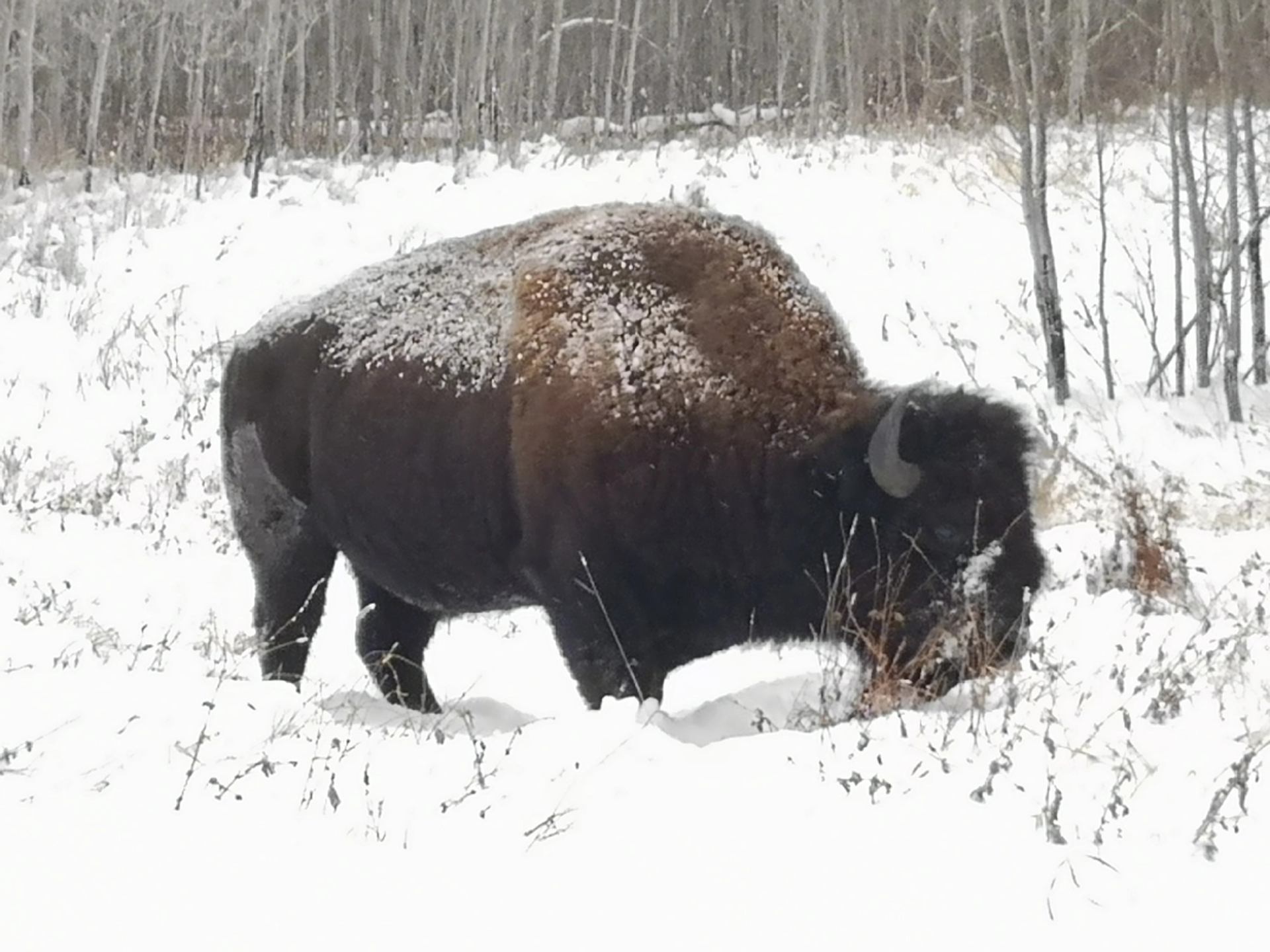 A plains bison digging through the snow for food.