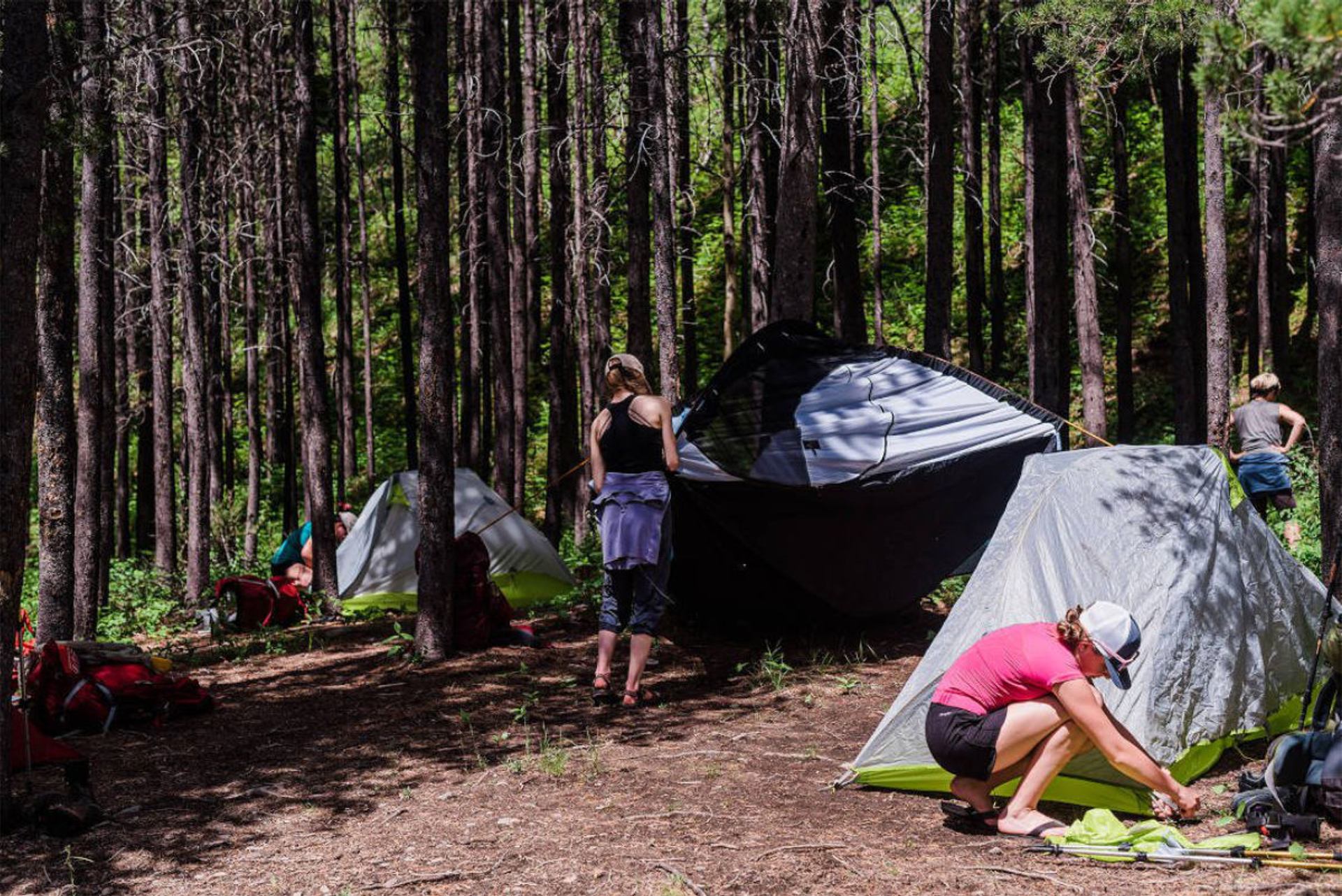 Campers set up tents among tall pine trees in a shaded forest clearing.