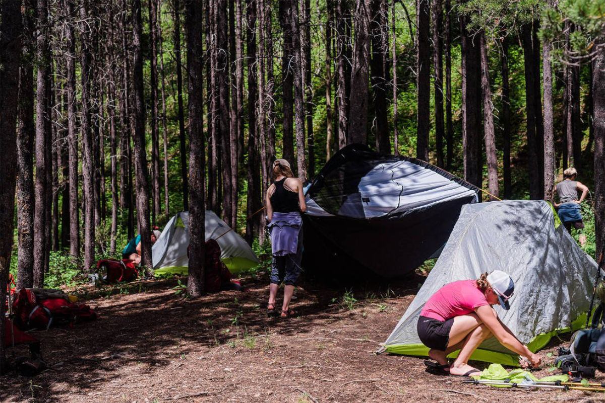 Campers set up tents among tall pine trees in a shaded forest clearing.