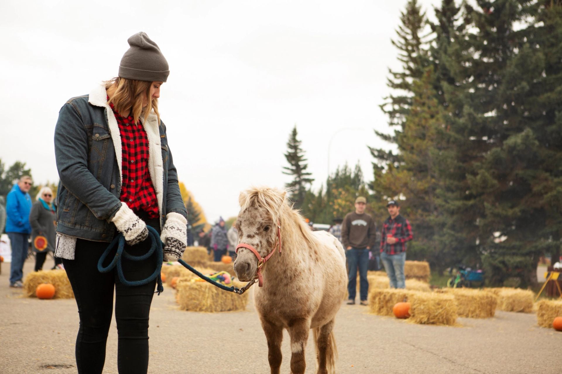 Person in flannel leads pony at autumn-themed Flannel and Feast event.