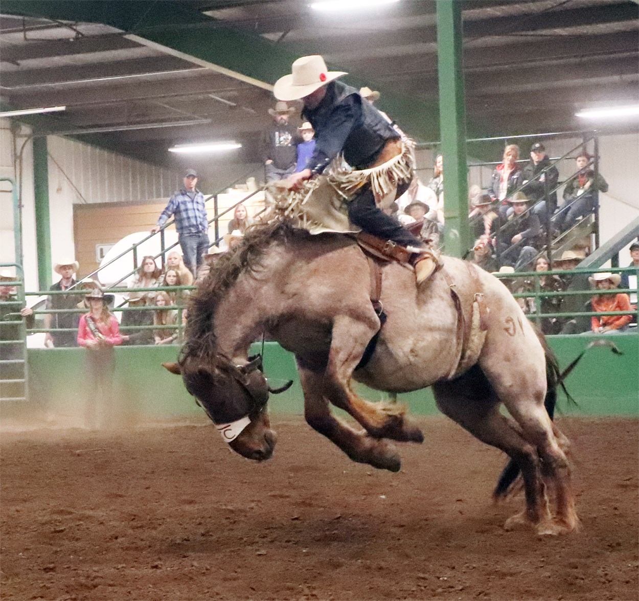 Rodeo rider on bucking horse in indoor arena with spectators watching from stands.