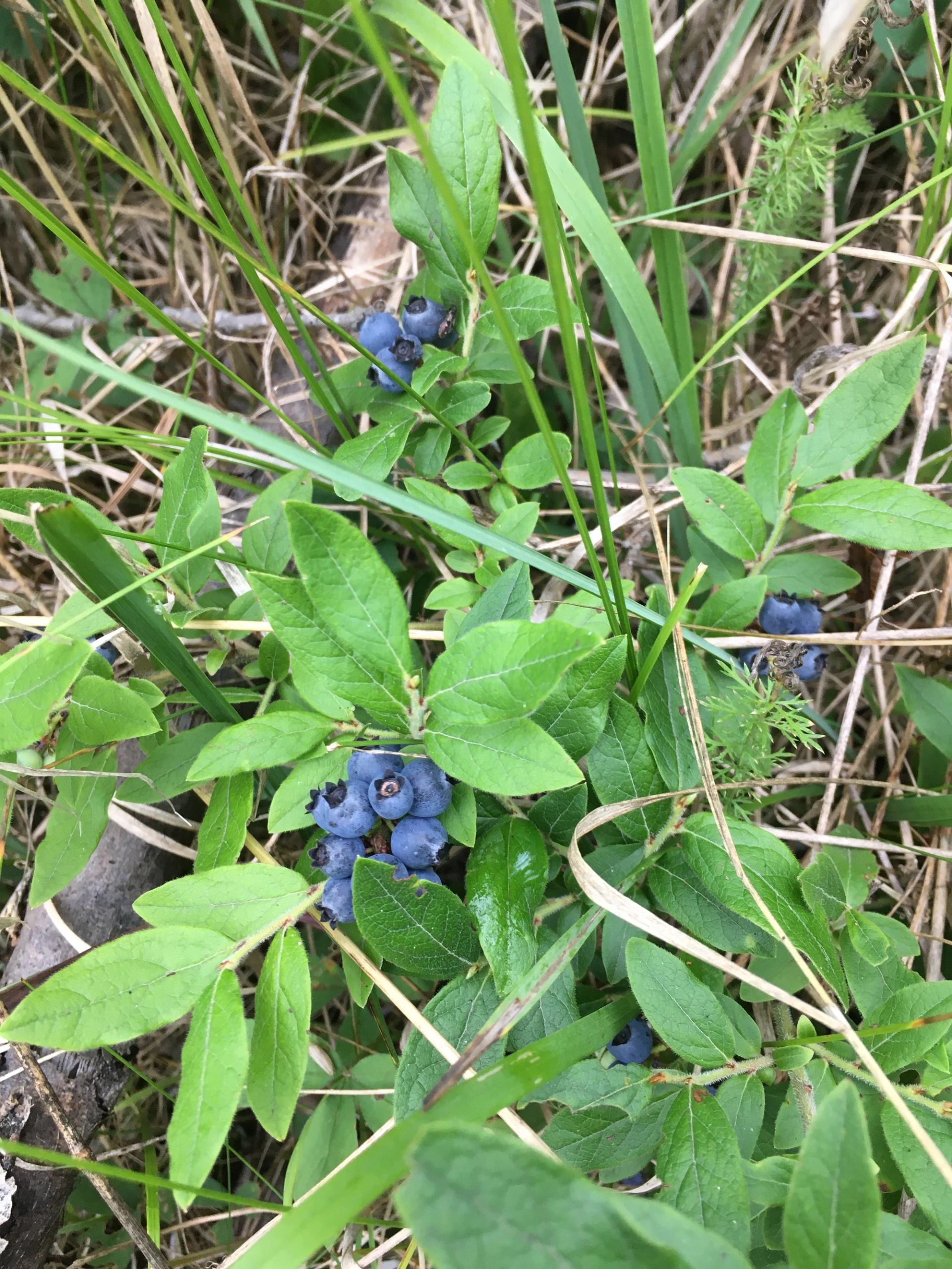 Wild blueberries growing on low green bushes among tall grass and dry vegetation.