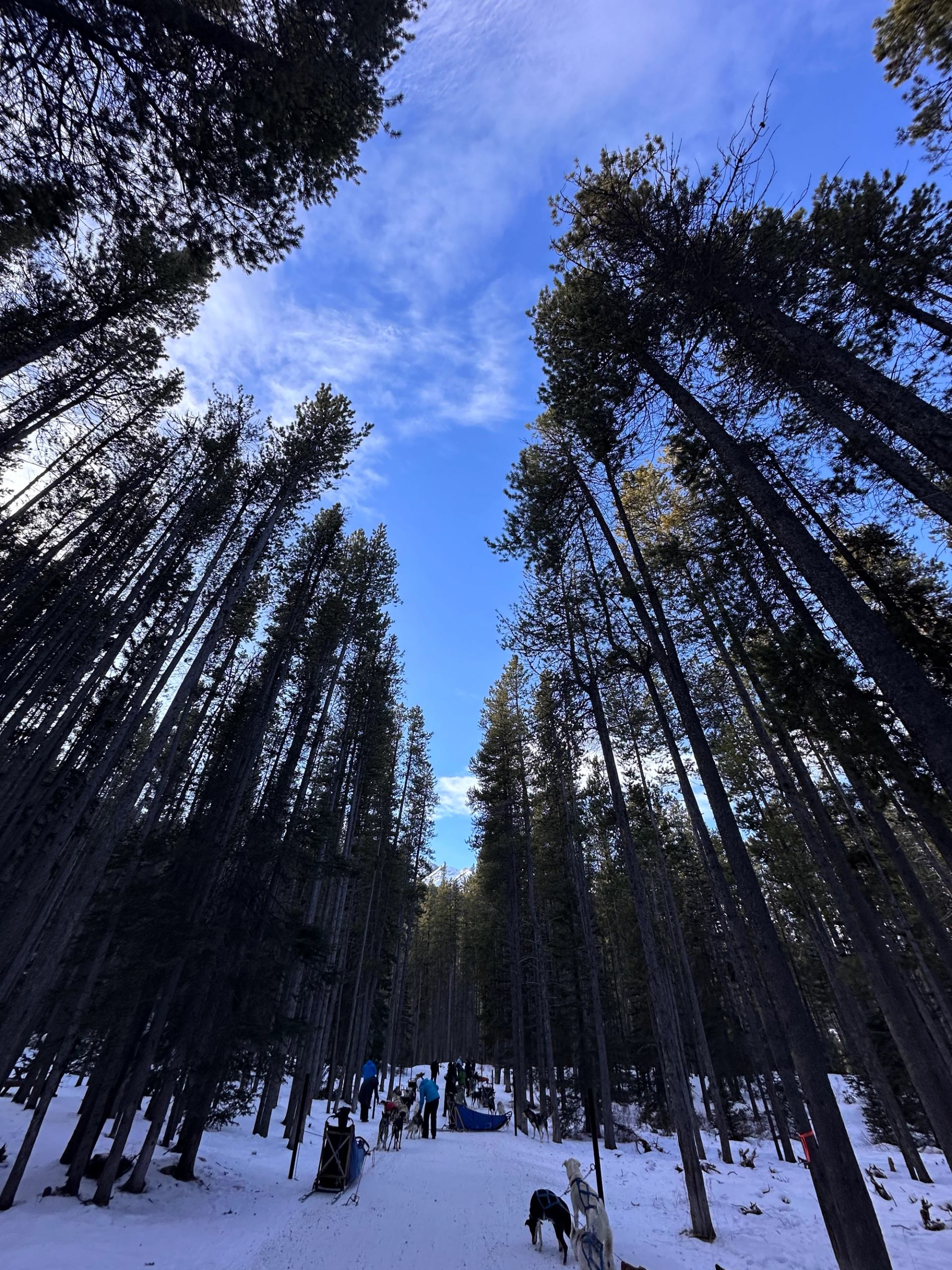 The dogs take a rest in the forest near Spray lakes
