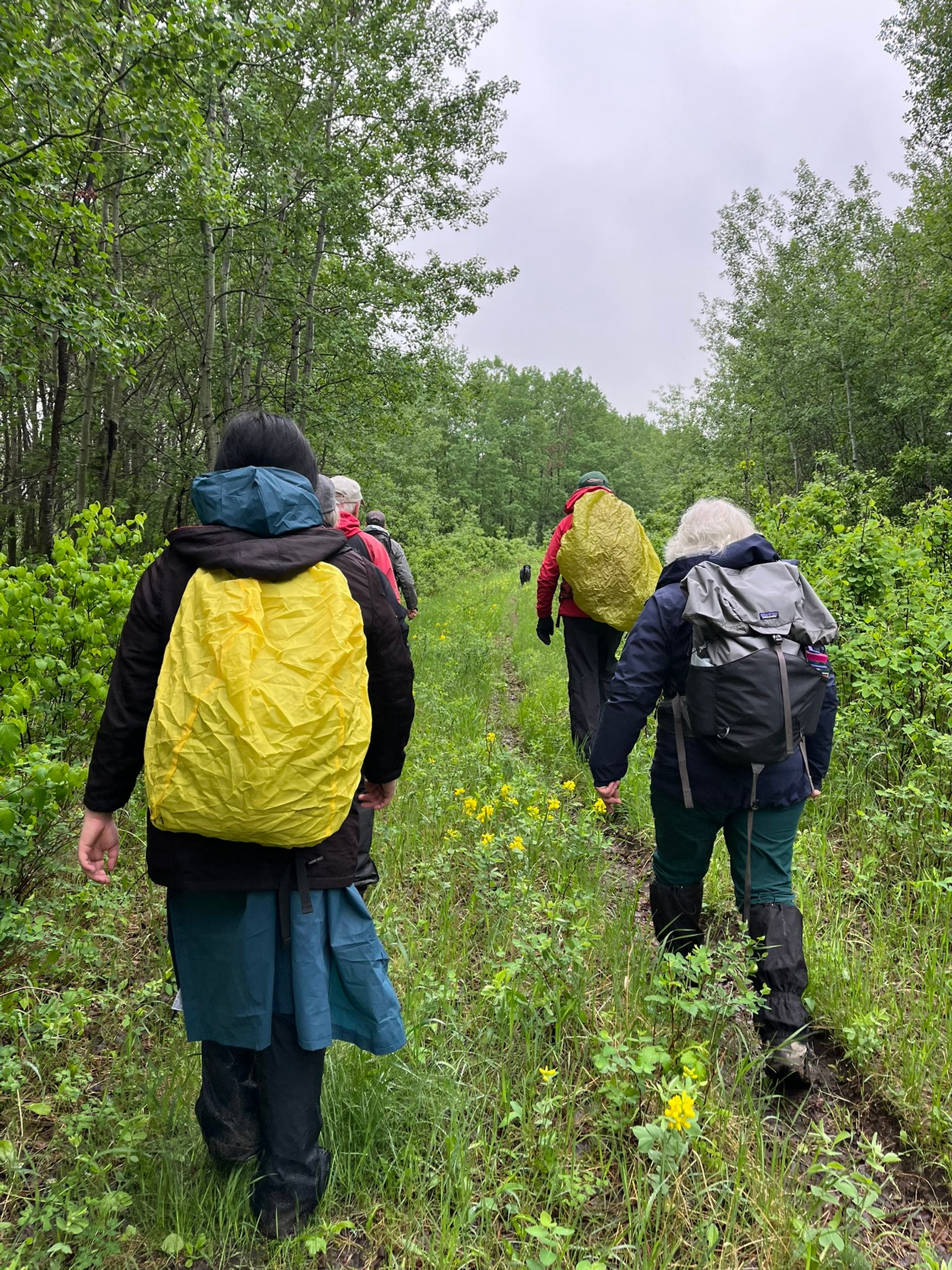 Hikers with rain covers on backpacks walk along a muddy forest trail.