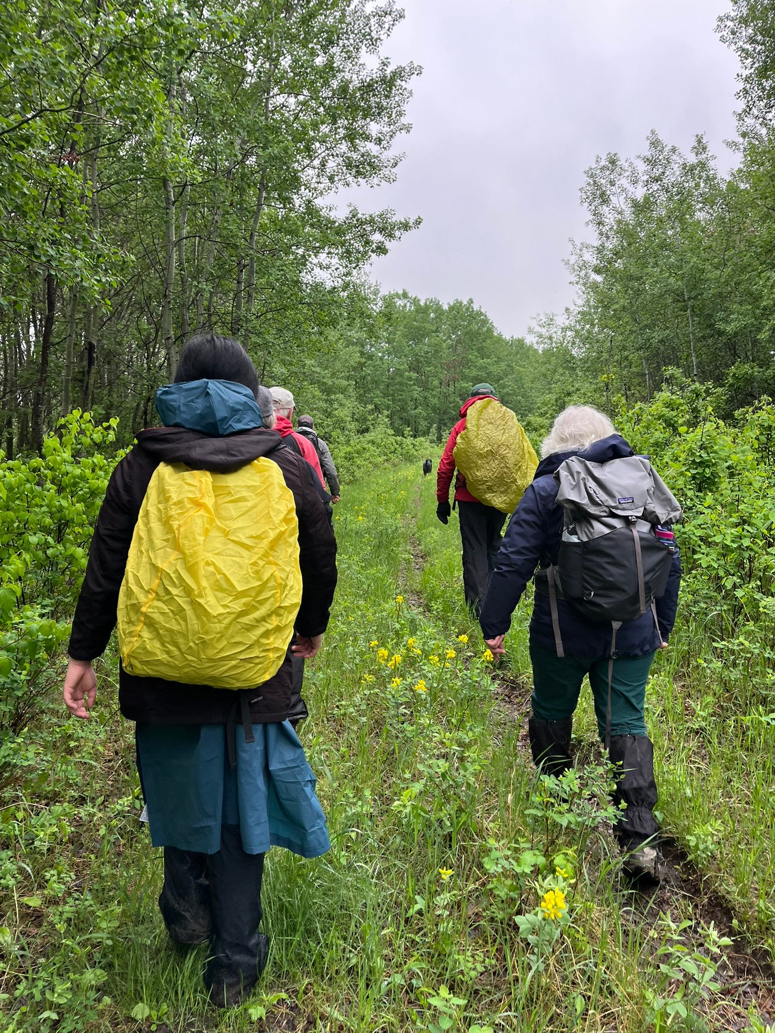 Hikers with rain covers on backpacks walk along a muddy forest trail.